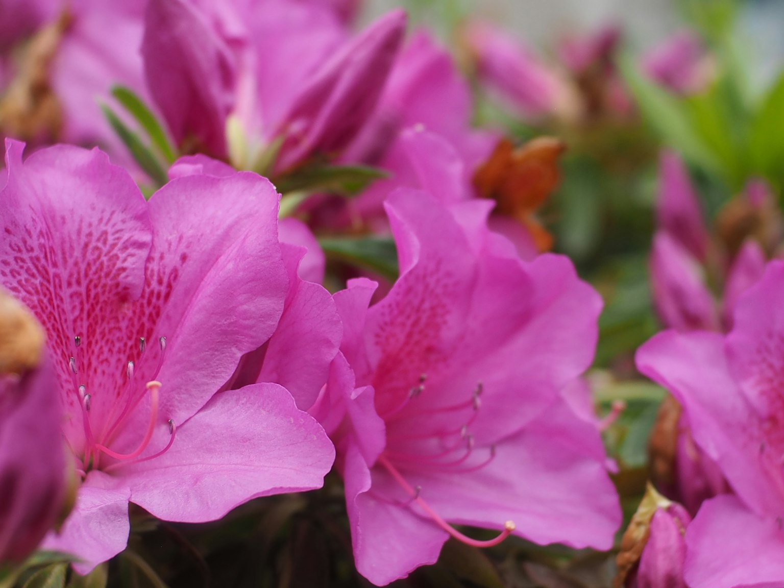 Fiori di azalea rosa vibranti in fiore