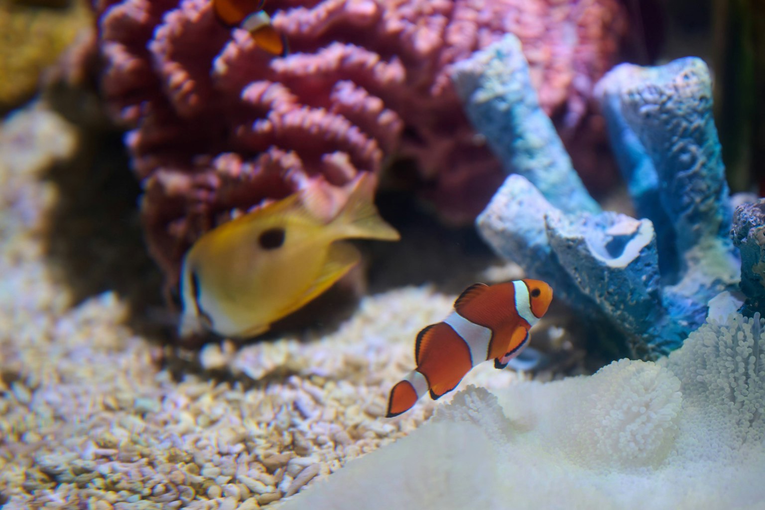 Colorful clownfish and yellow fish swimming among corals in an aquarium