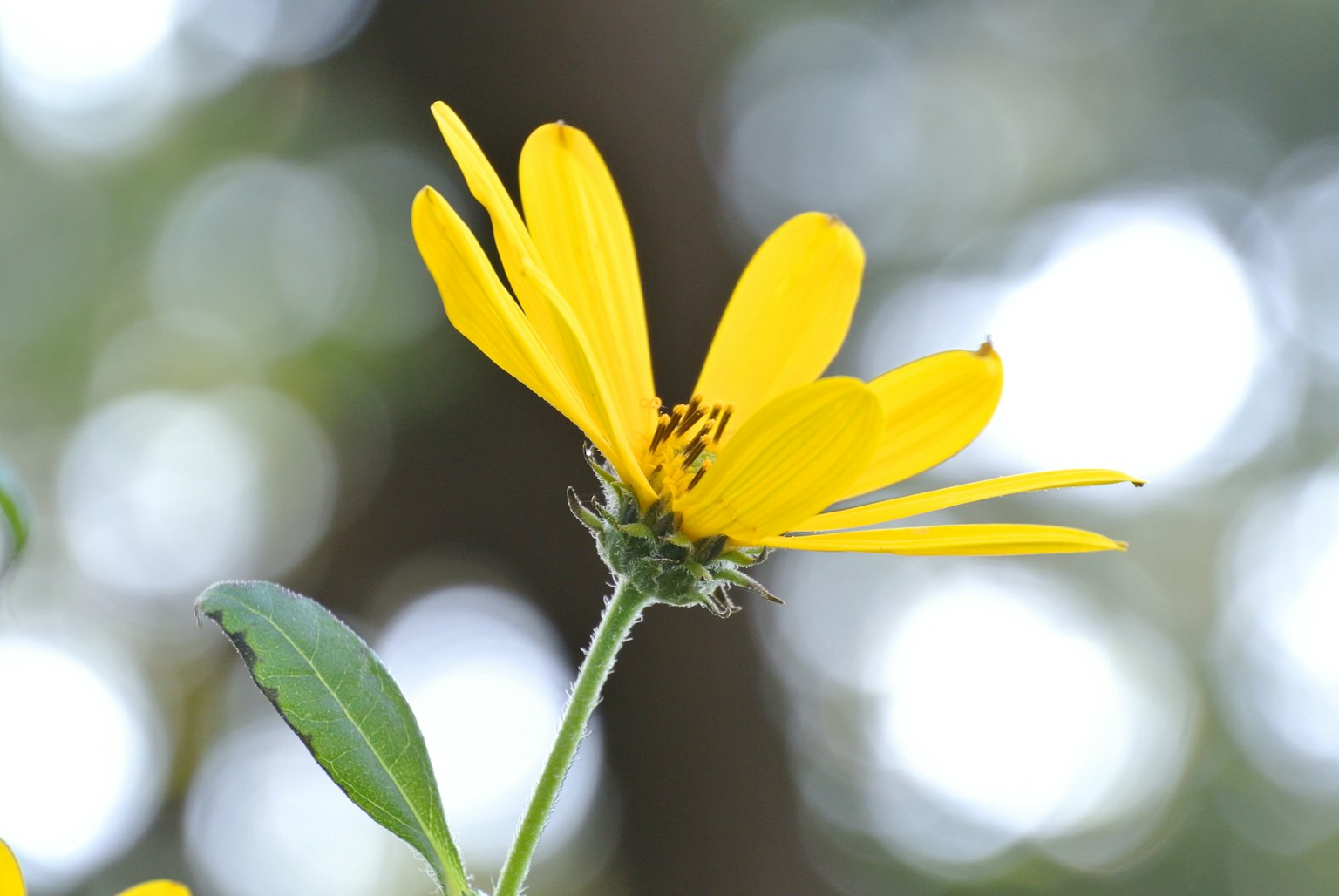 Bild zeigt die Seitenansicht einer leuchtend gelben Blume mit auffälligen grünen Blättern