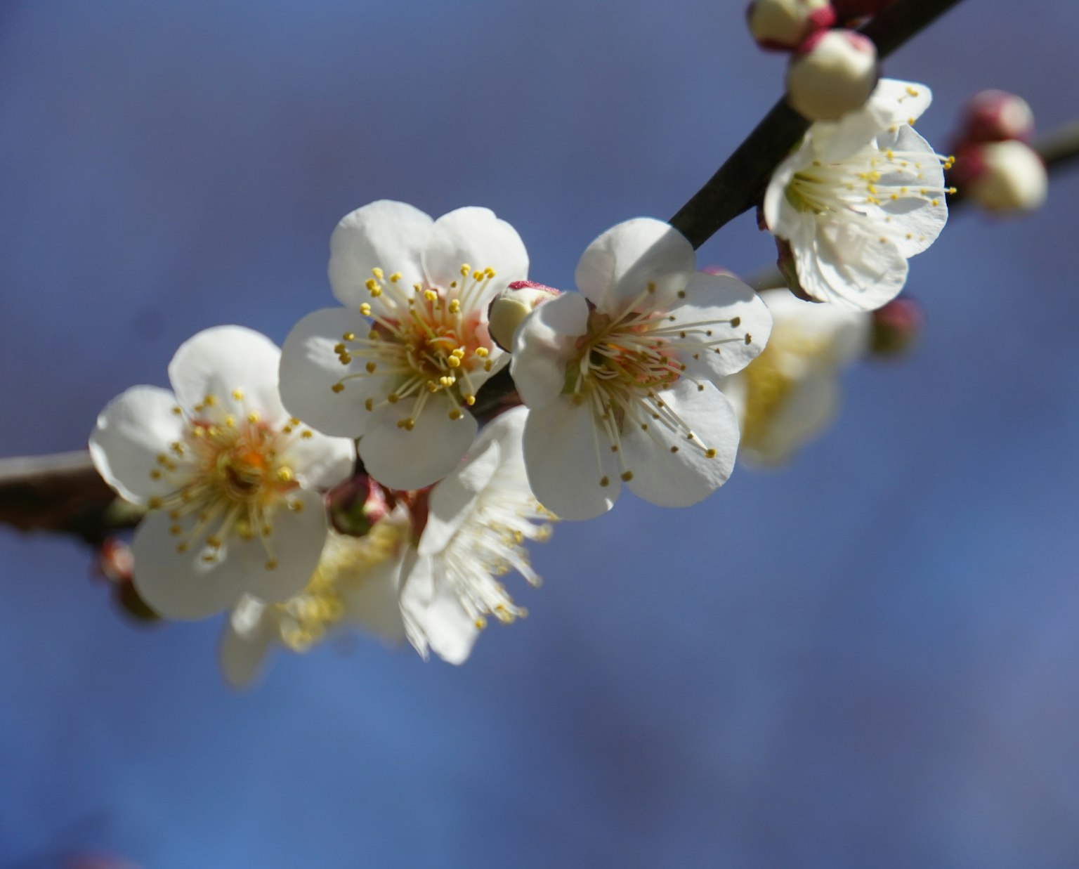Acercamiento de flores blancas en una rama contra un cielo azul