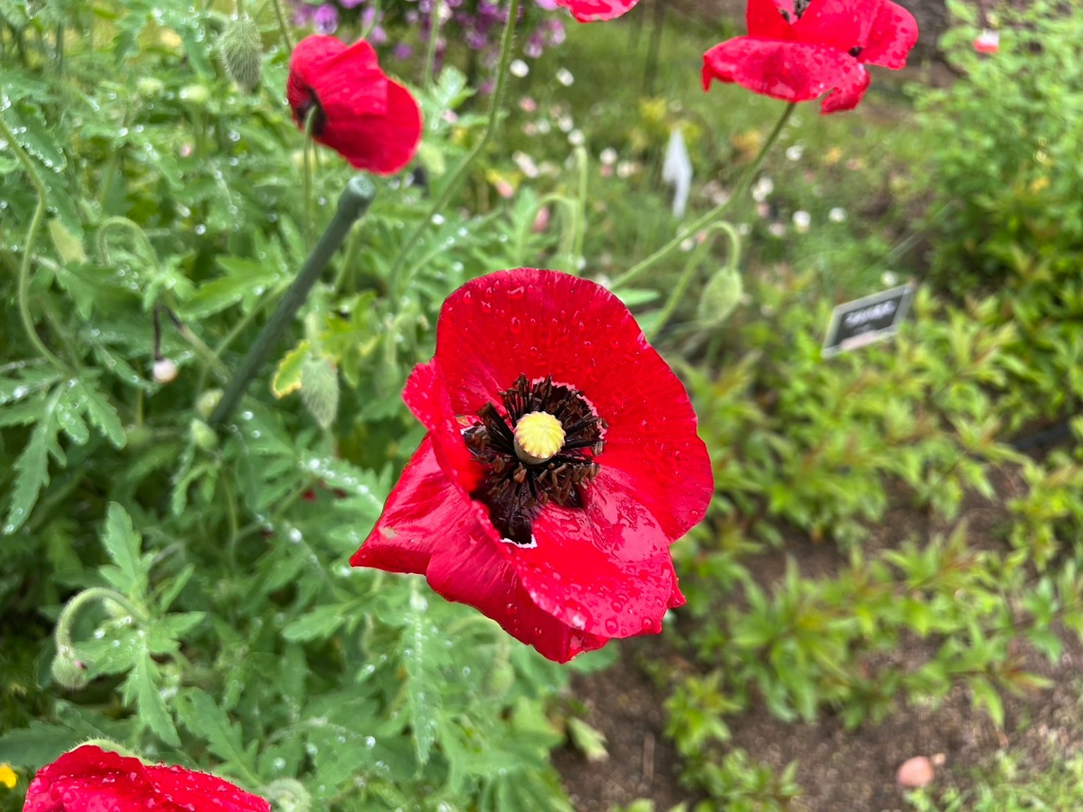 Flor de amapola roja con gotas floreciendo