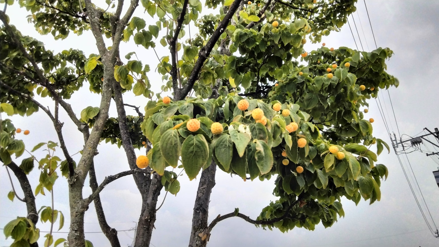 Tree with green leaves and orange fruits