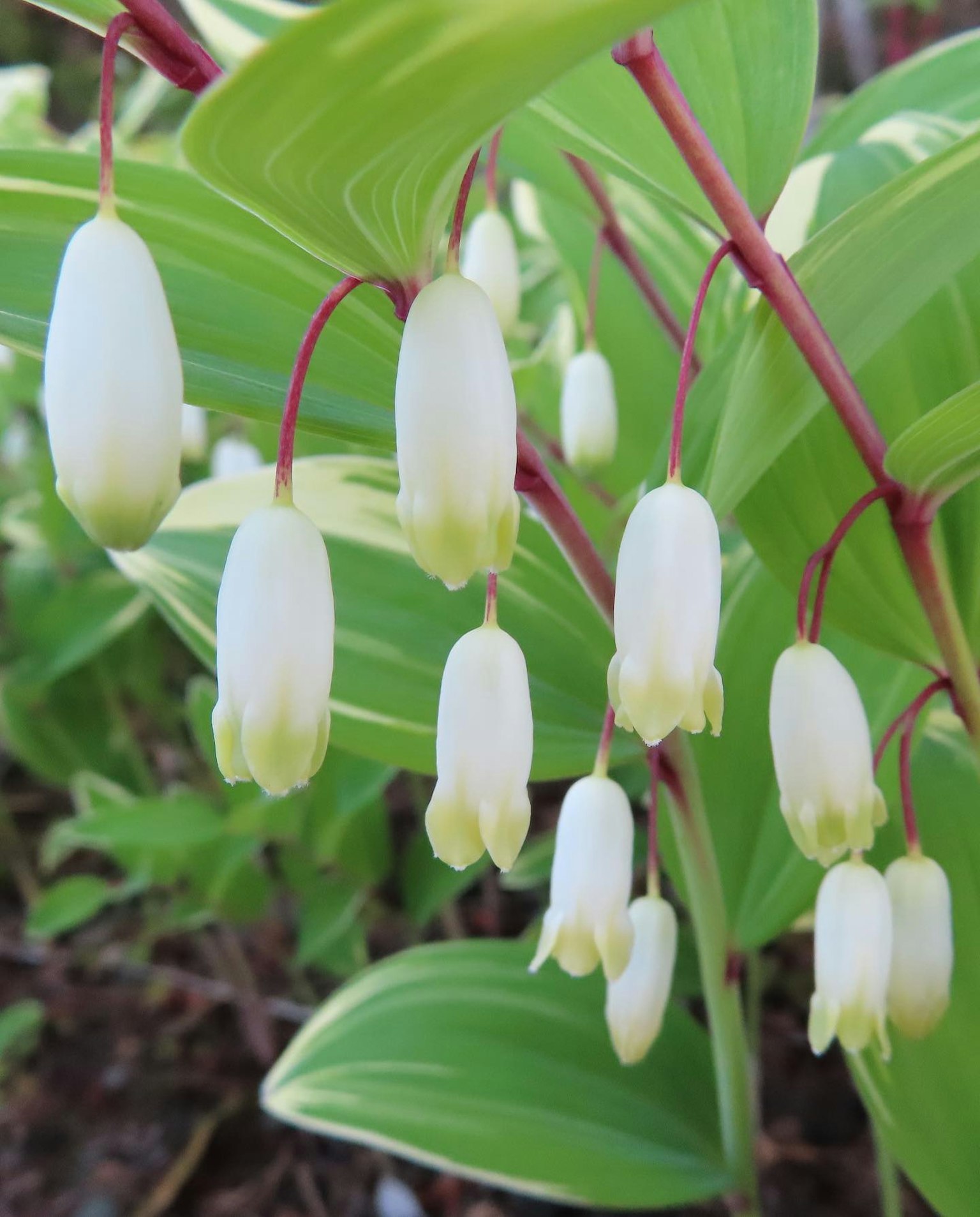Primo piano di una bella pianta con gemme di fiori bianchi circondate da foglie verdi