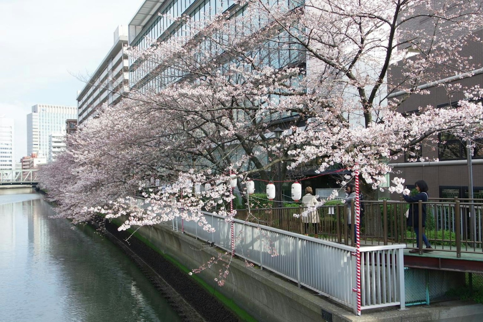 Árboles de cerezo en flor a lo largo de una ribera con edificios modernos de fondo
