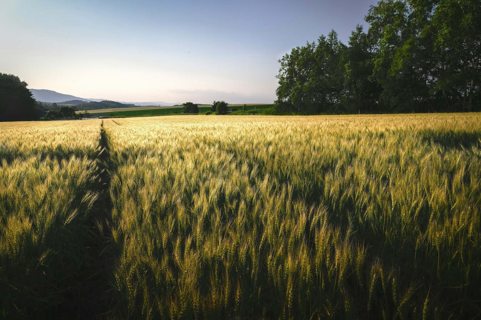 Weites Weizenfeld unter einem klaren blauen Himmel