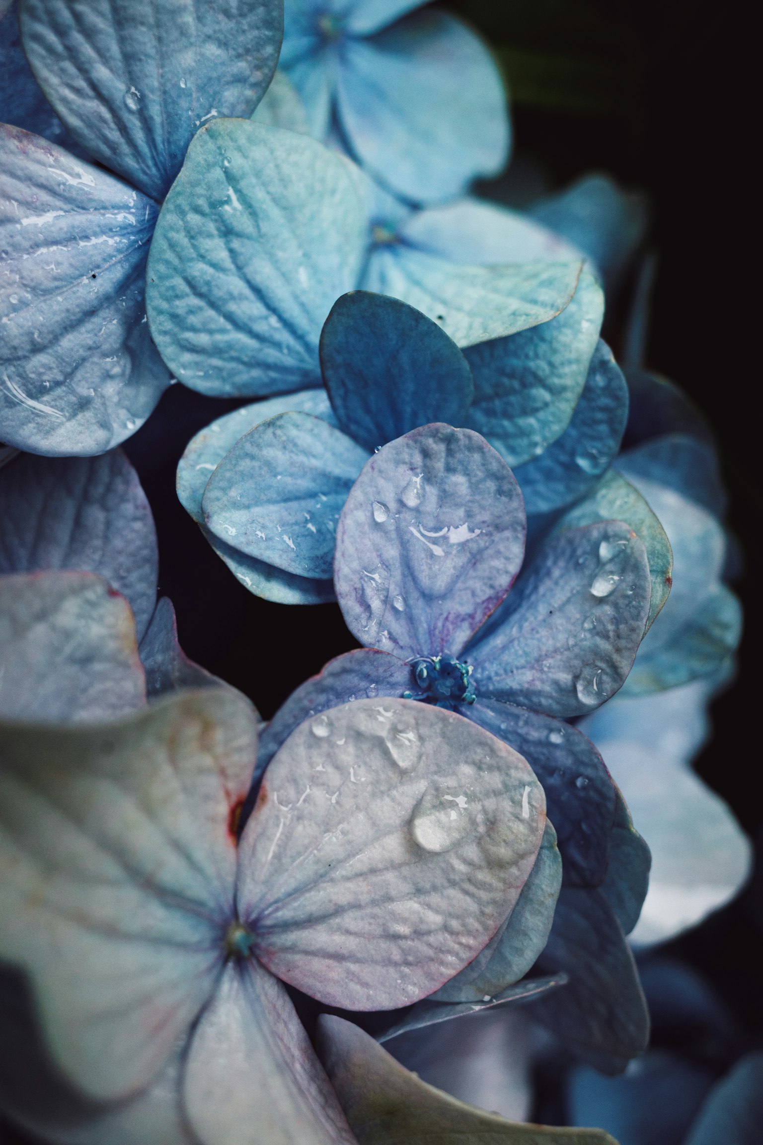 Close-up of blue hydrangea petals with water droplets