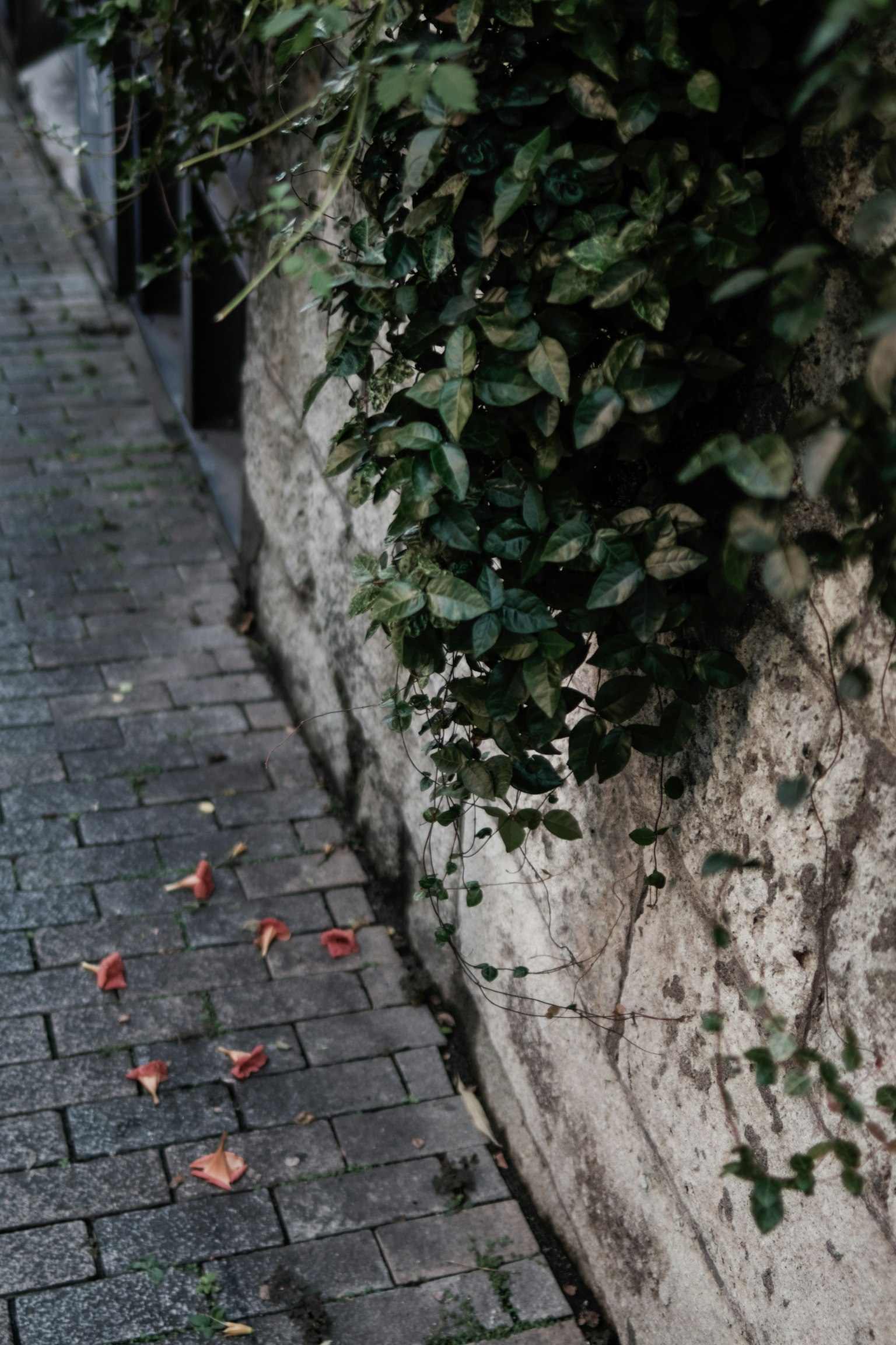 Un camino de piedra con pétalos rojos esparcidos junto a una pared cubierta de hojas verdes