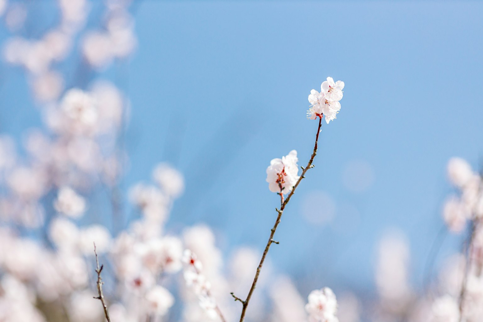 푸른 하늘을 배경으로 한 흰 꽃 가지