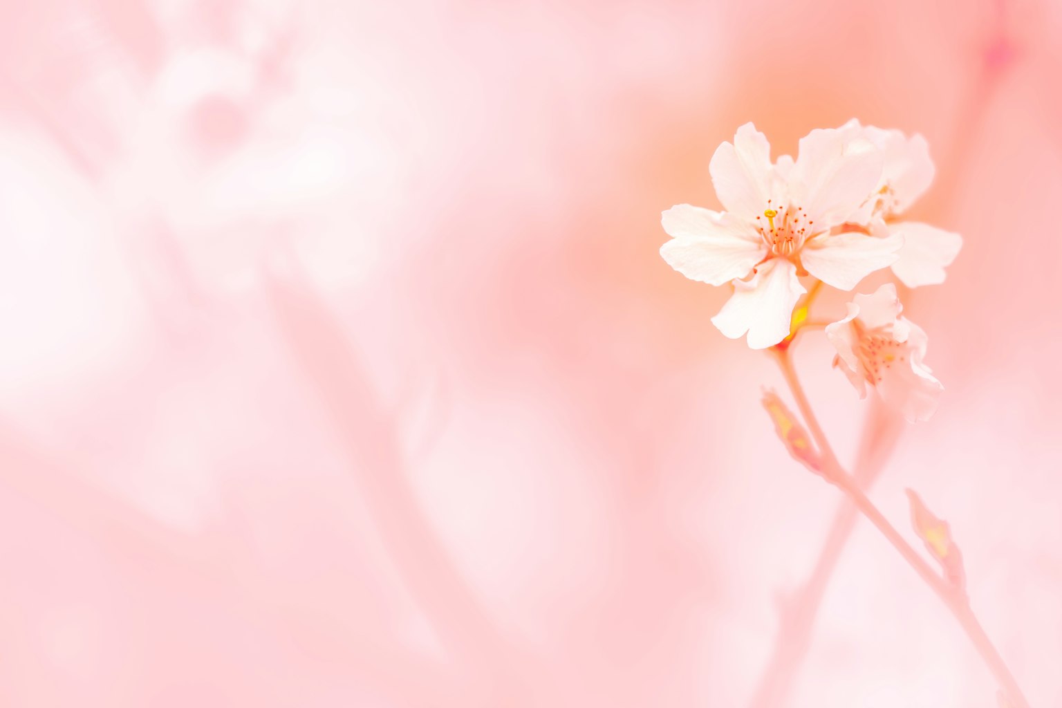 Acercamiento de una flor de cerezo sobre un fondo rosa suave