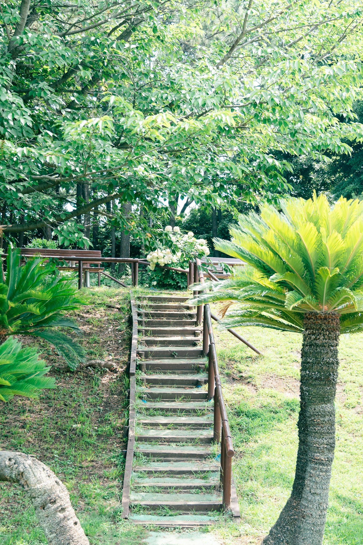 Wooden stairs surrounded by green trees and palm trees
