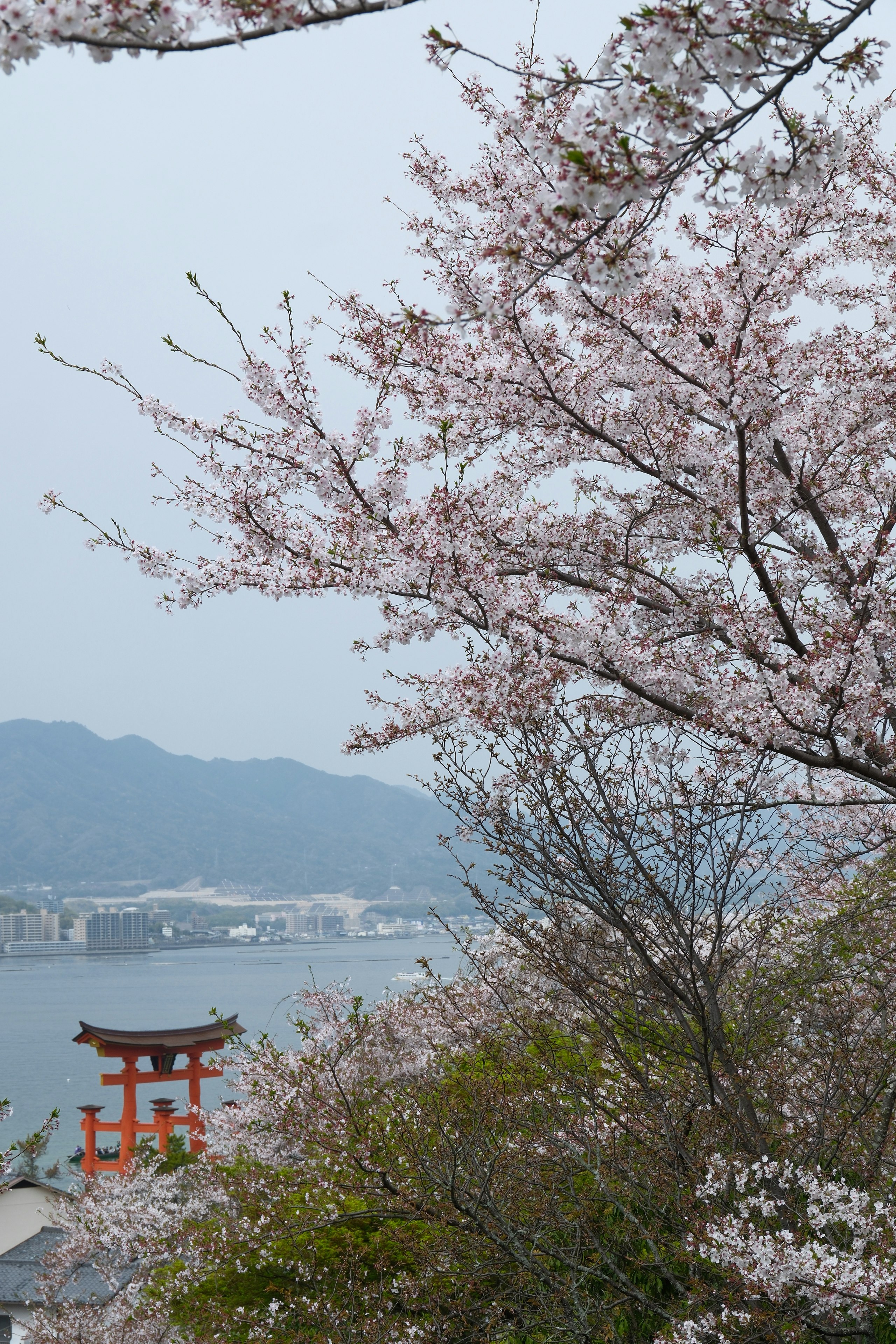 桜咲く宮島の厳島神社と瀬戸内の海景