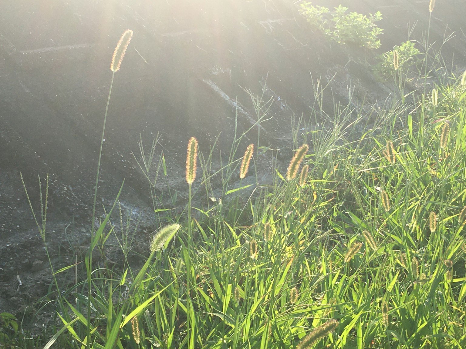 Gruppo di piante con spighe alla luce del sole tra l'erba