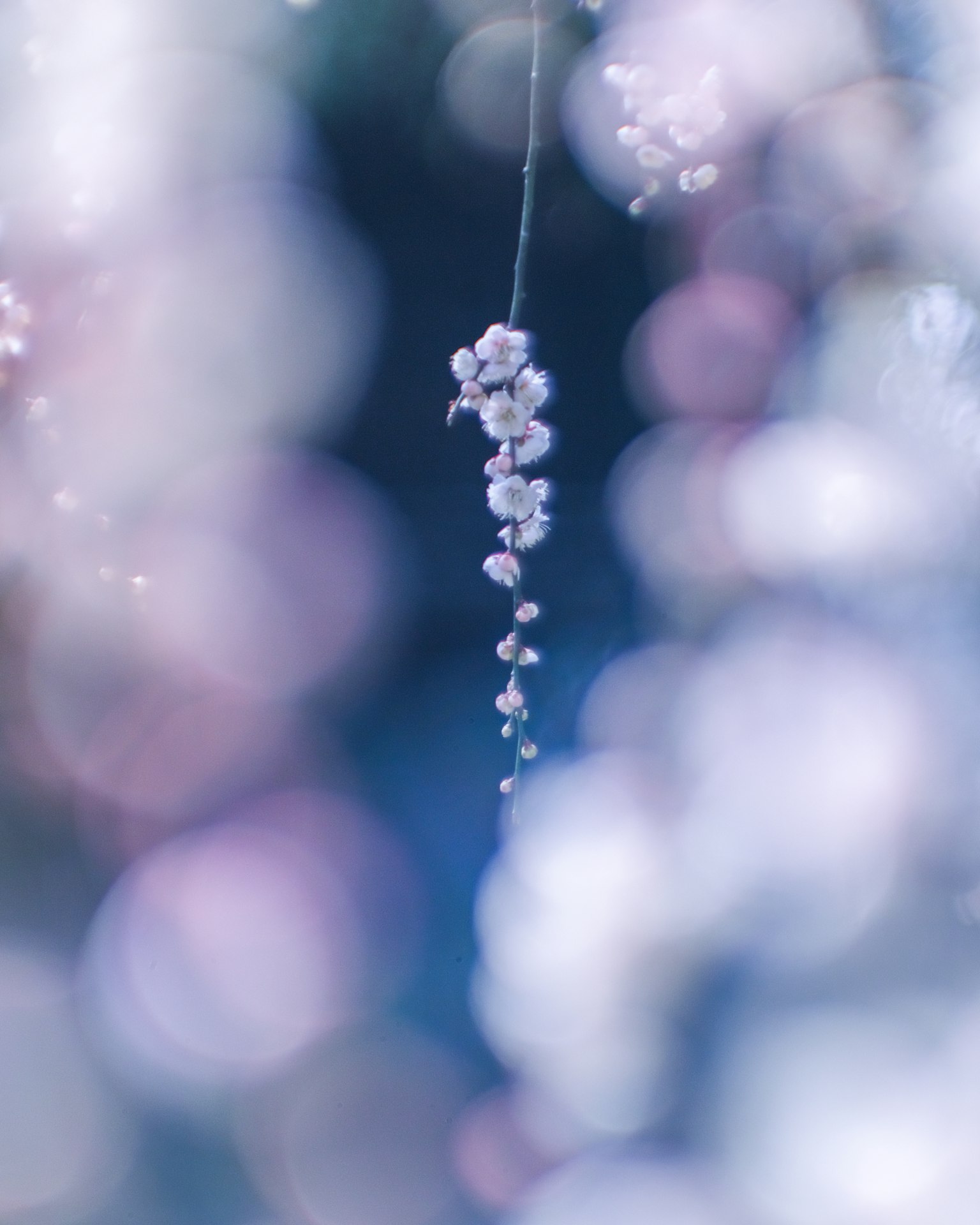 Cluster of cherry blossoms hanging against a blurred background