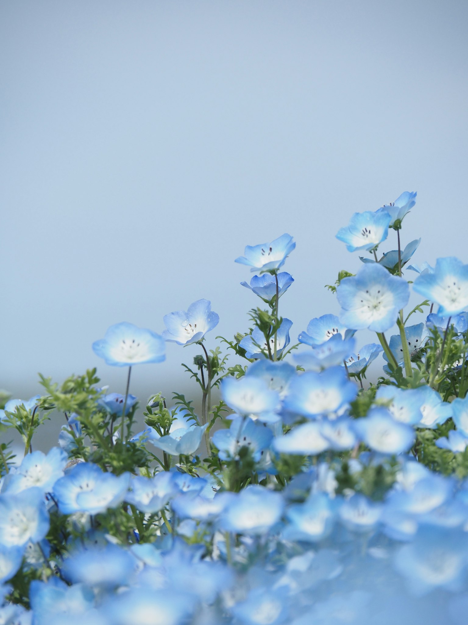 Field of blue flowers under a clear sky