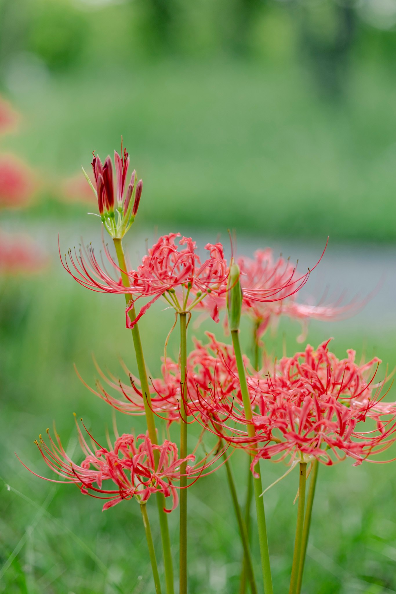 彼岸花が咲く緑の草地の中の花のクローズアップ