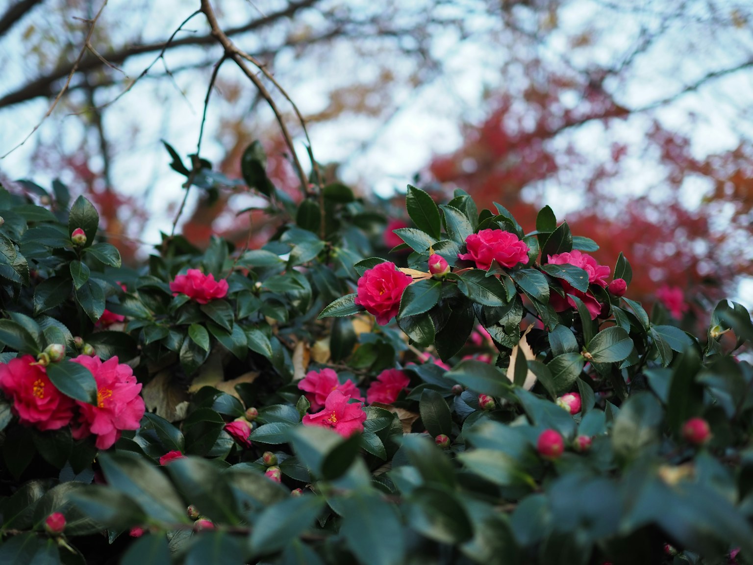 Acercamiento de una planta verde con flores rojas en flor