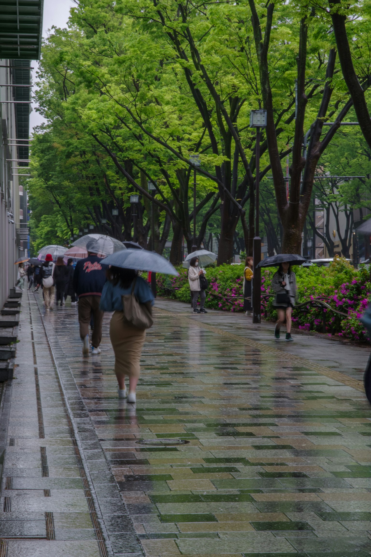 在绿色树木环绕的雨中小路上，撑着伞的人们行走
