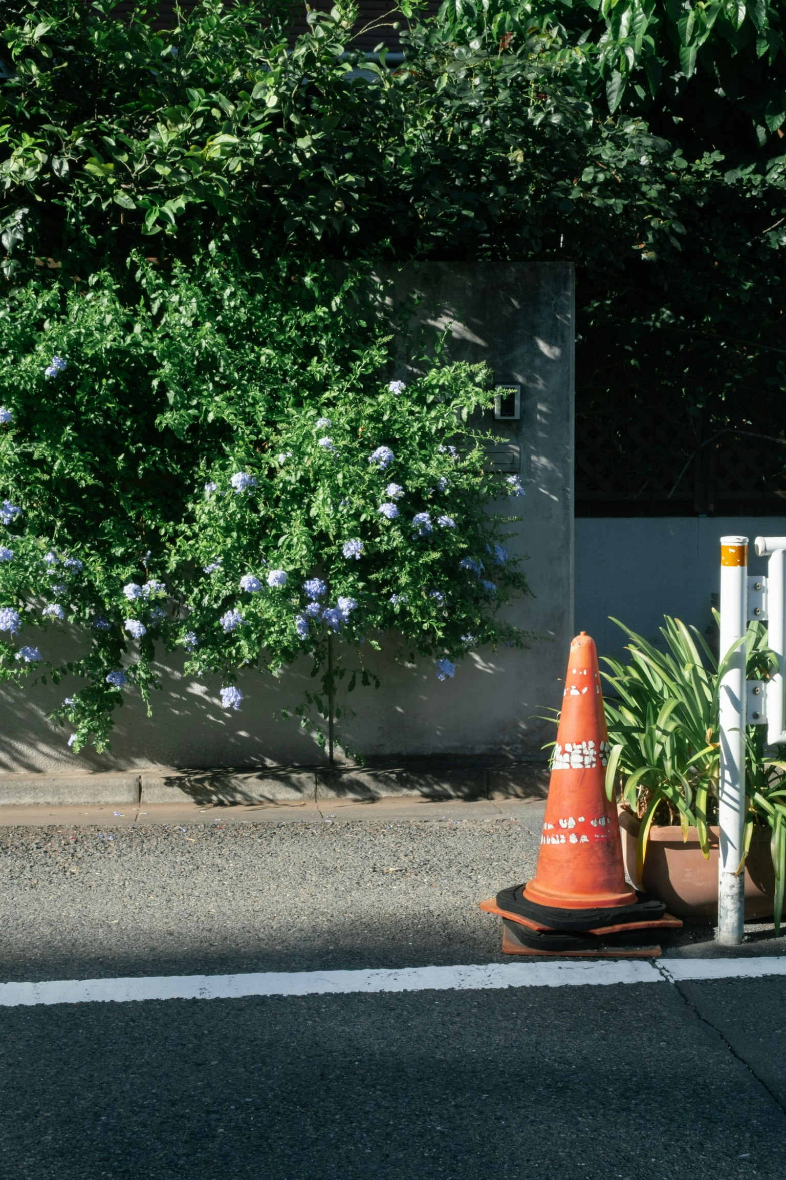 Orange traffic cone beside a green bush with purple flowers on the roadside