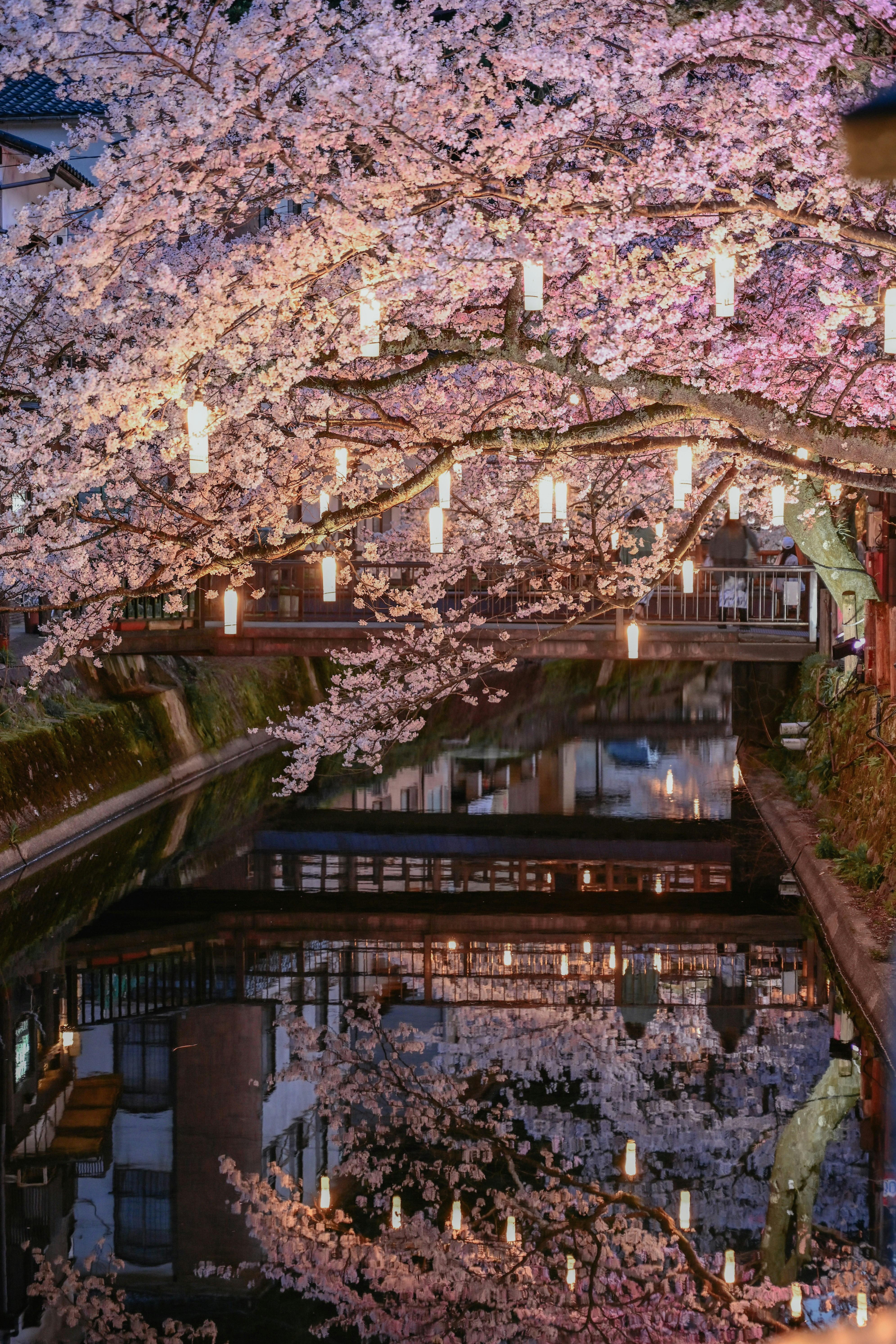 川沿いの小道に咲く満開の桜と提灯の灯り