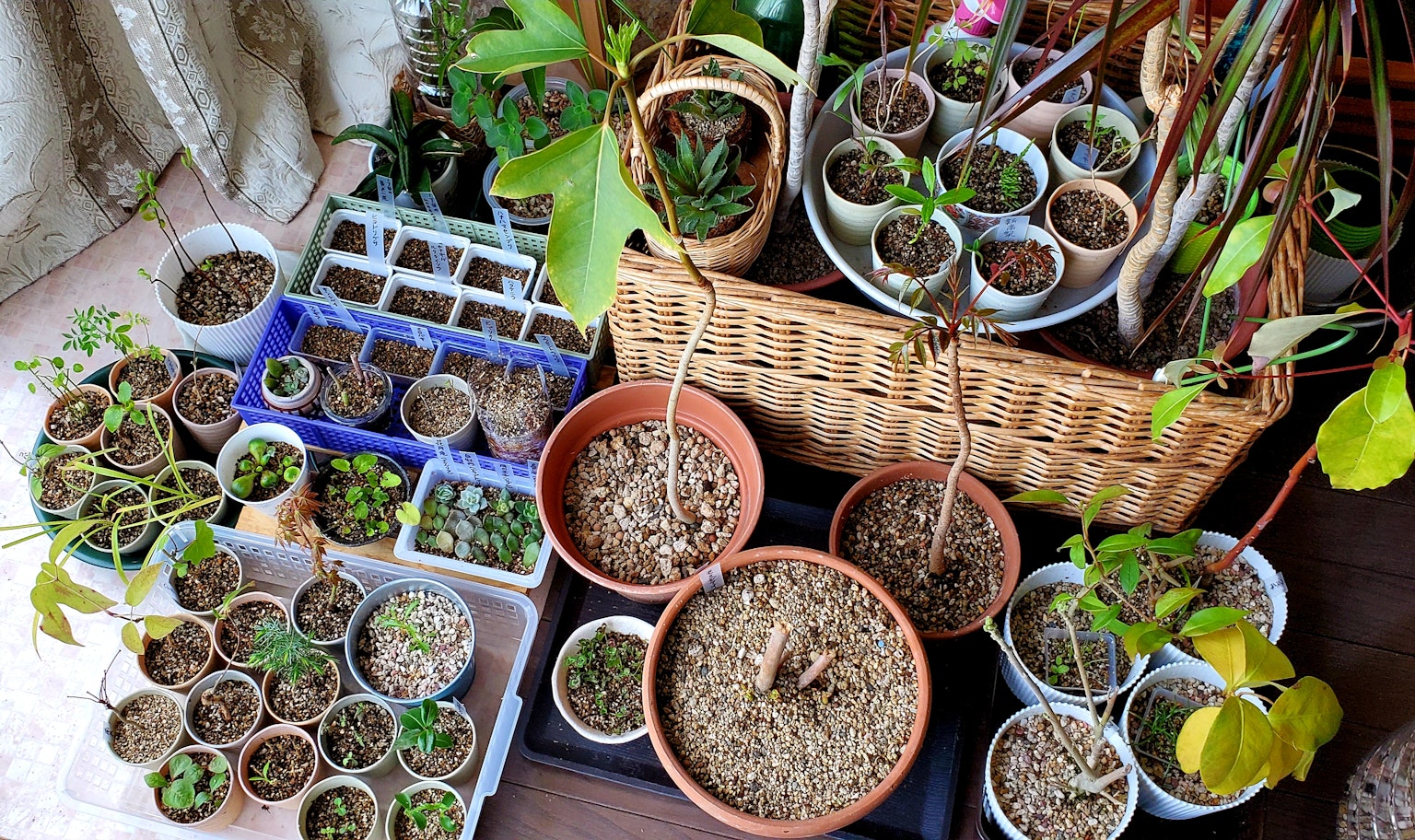 Pemandangan dalam ruangan dengan berbagai pot dan wadah tanaman yang tumbuh