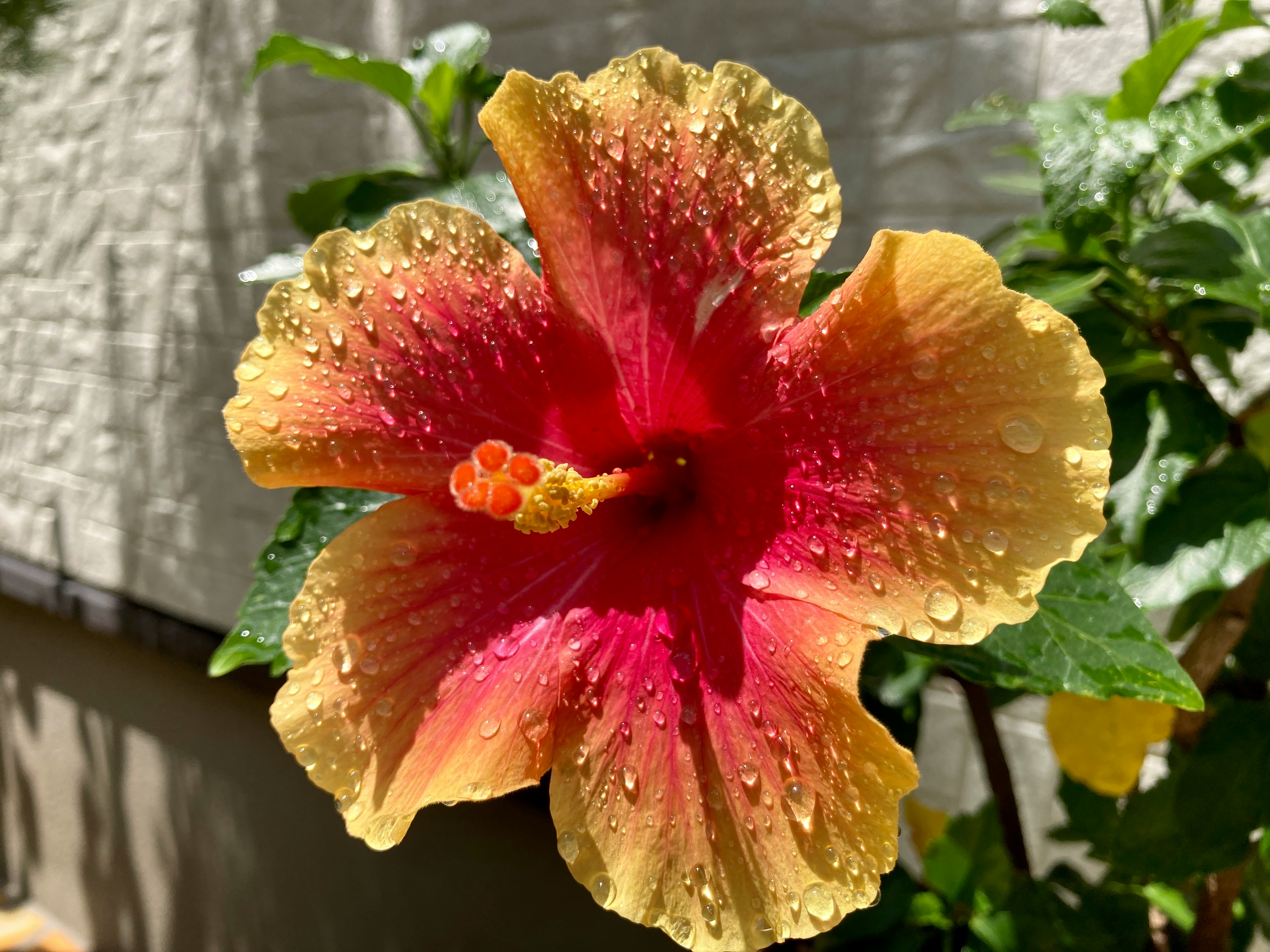 雨粒のついた色鮮やかなハイビスカスの花