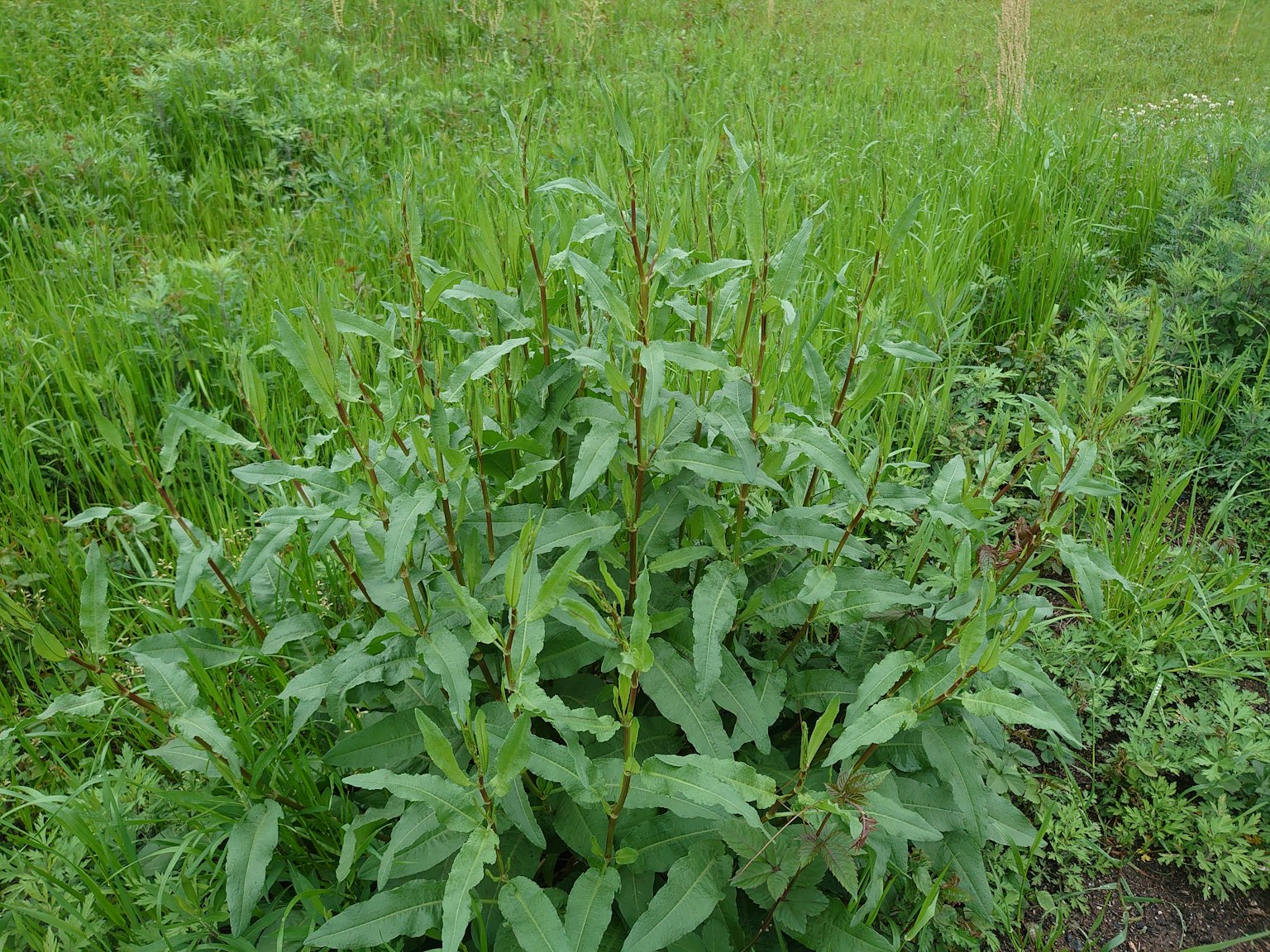 Nahaufnahme einer hohen grünen Pflanze in einem üppigen Grasfeld