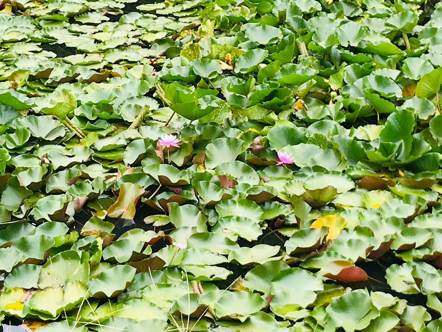 Lotos verdes exuberantes cubriendo el agua con algunas flores rosas