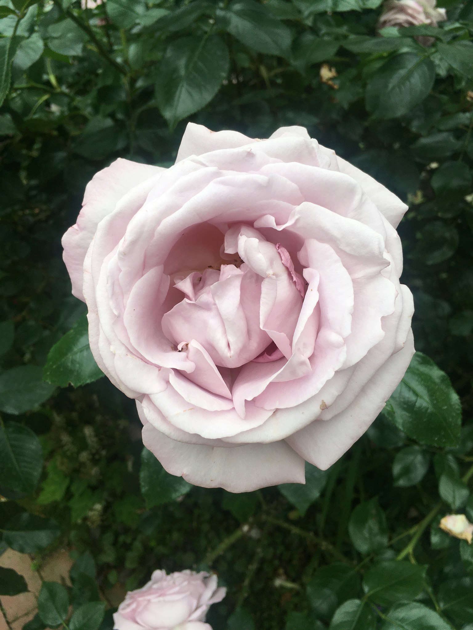 Eine blassrosa Rose umgeben von grünen Blättern