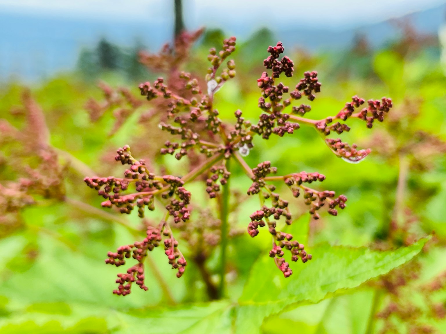 Purple and green plant with delicate buds among green leaves