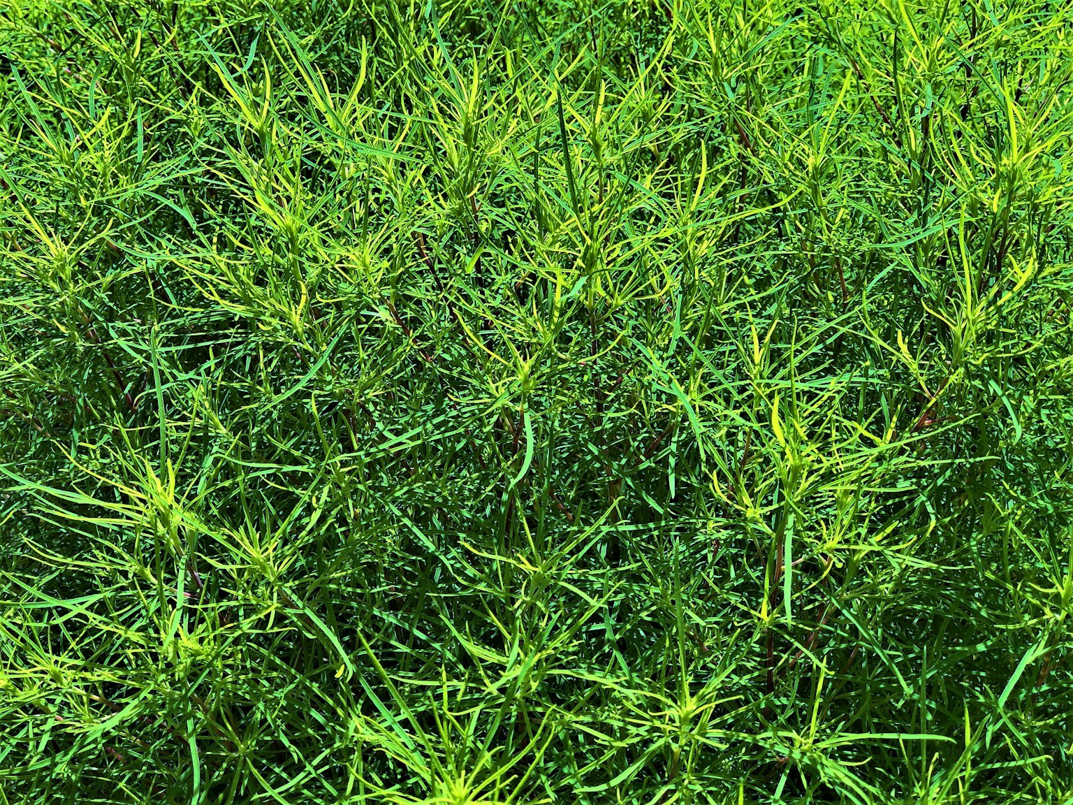 Erba verde densa con foglie sottili e appuntite