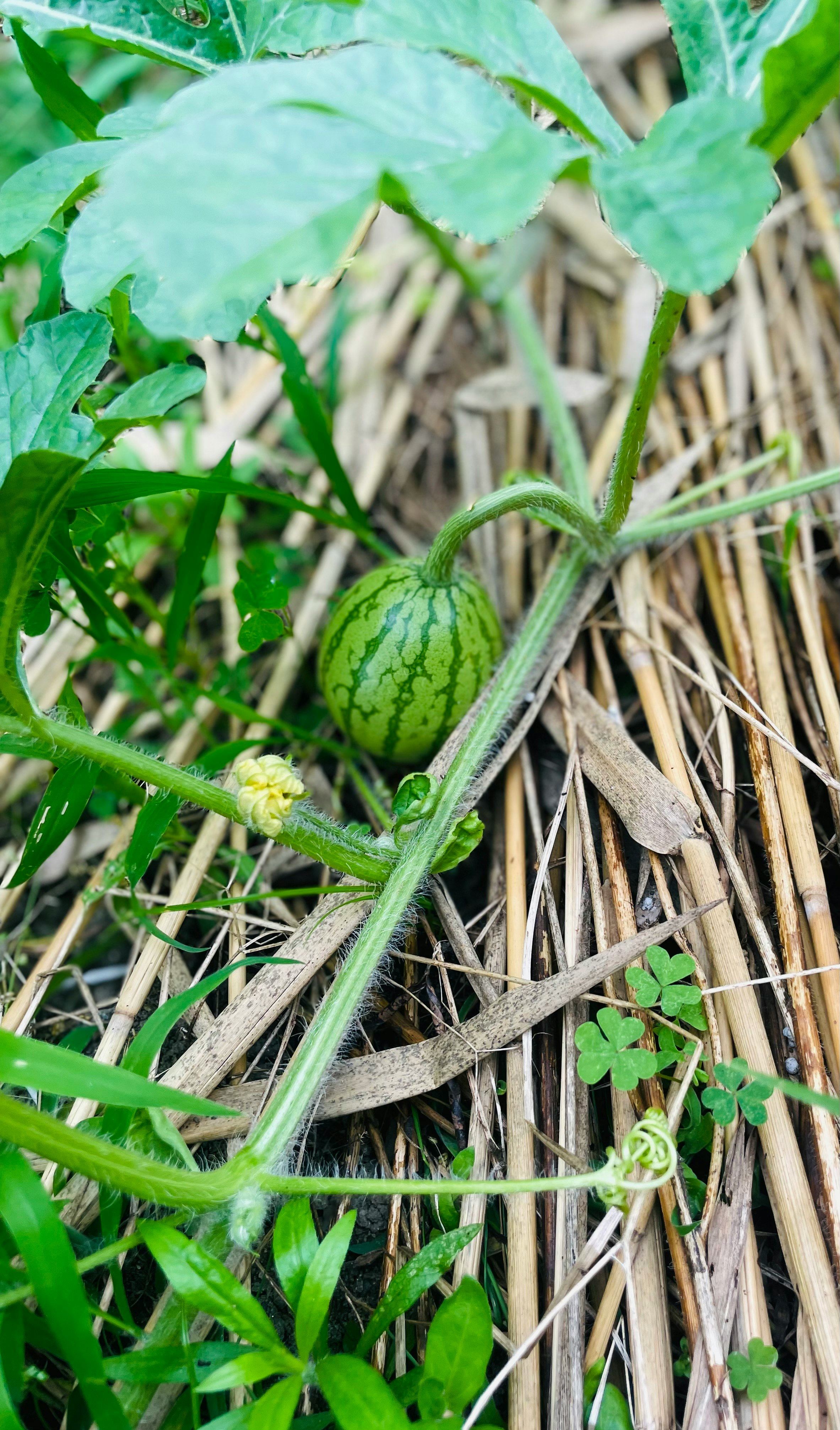藁のマルチの上で育つ小さなスイカ