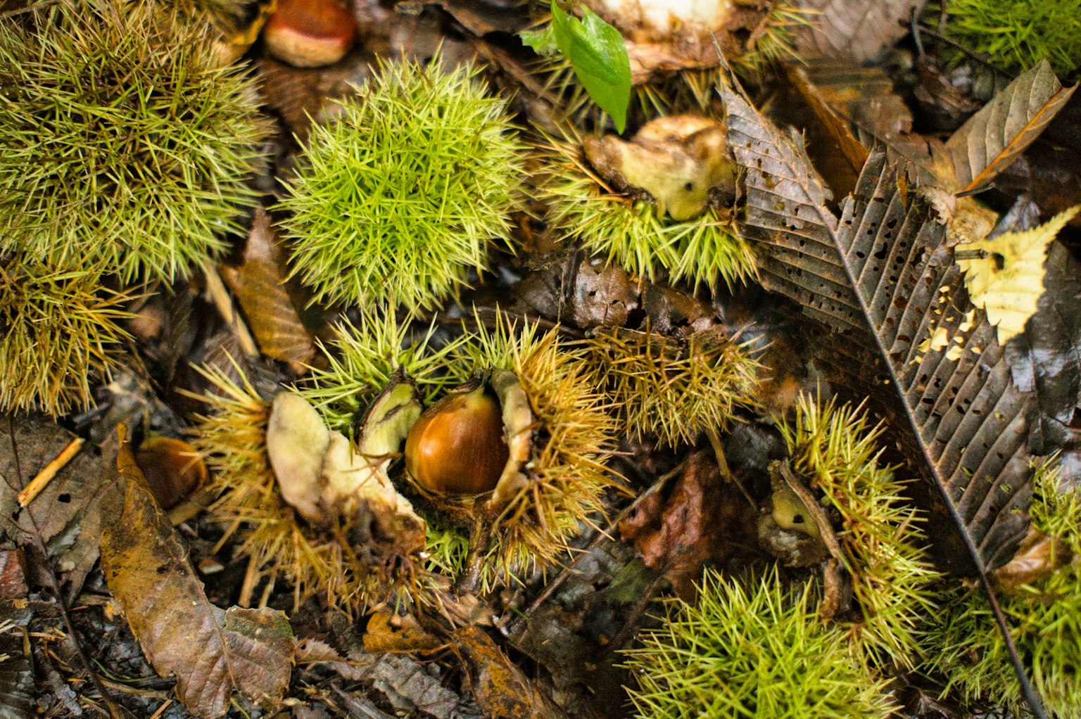 Raccolta di castagne e gusci verdi sul terreno del bosco