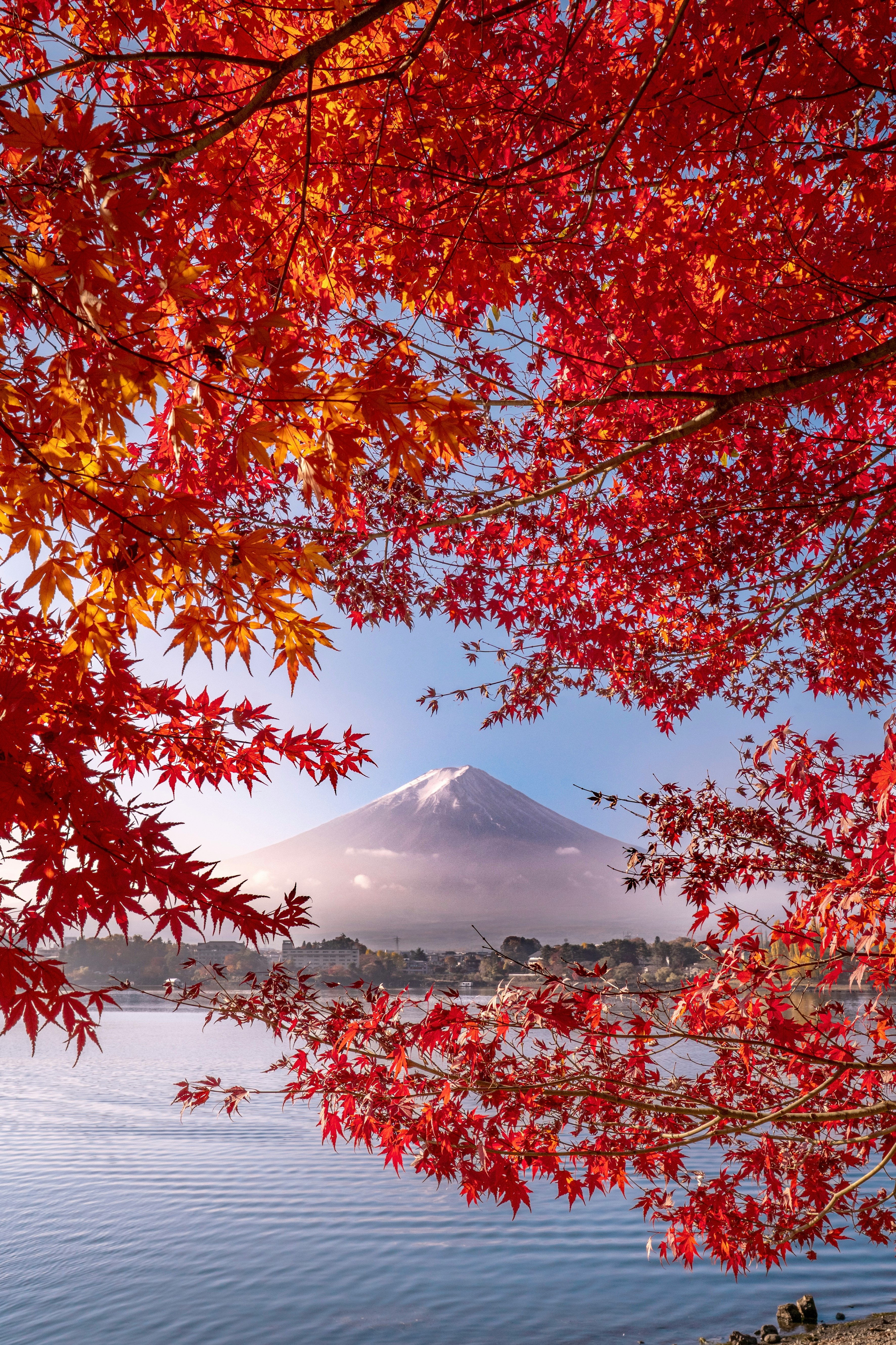 河口湖の湖畔から見える富士山と紅葉の景色