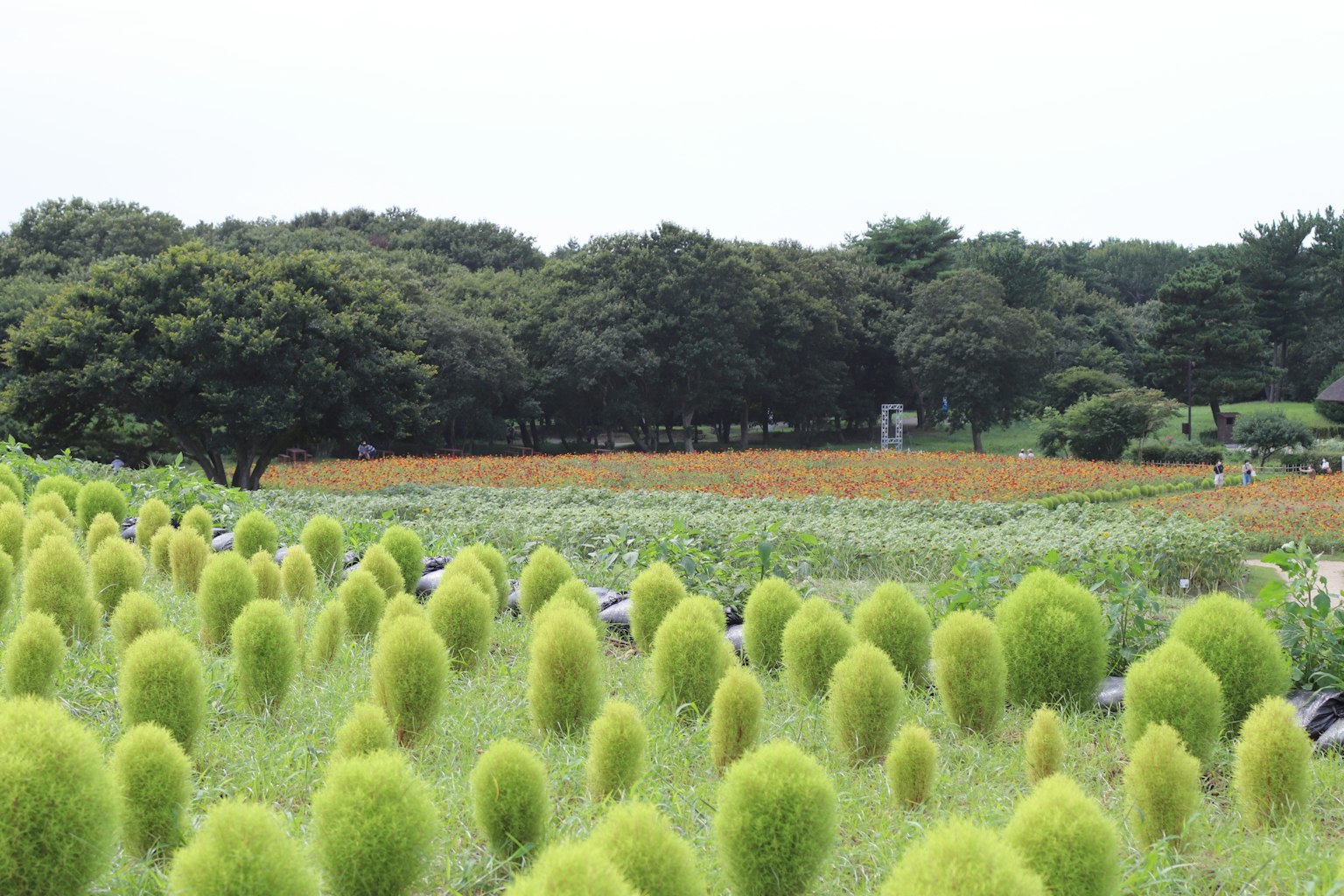 Feld von grünen Kochia-Pflanzen mit einem Hintergrund aus Ackerland