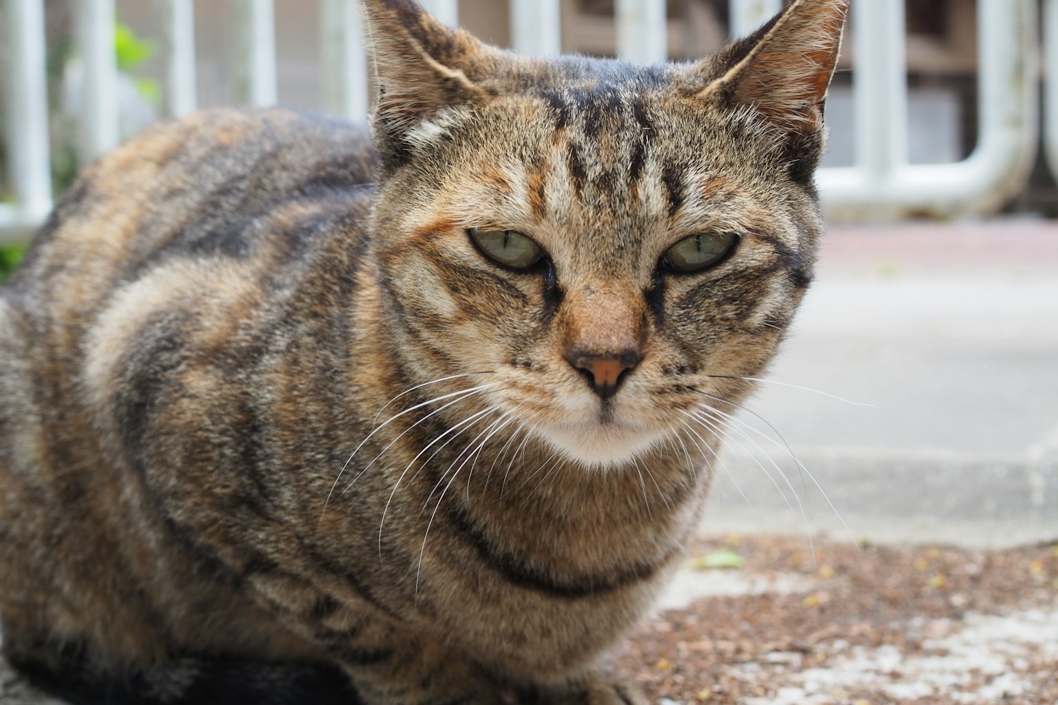 Un primer plano de un gato atigrado marrón mirando directamente a la cámara