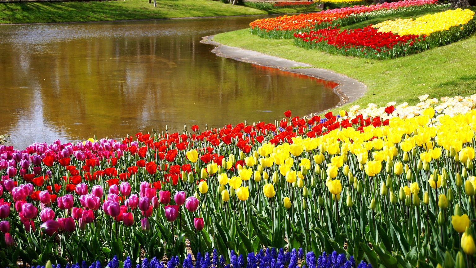 Giardino di tulipani vibranti con uno stagno sereno