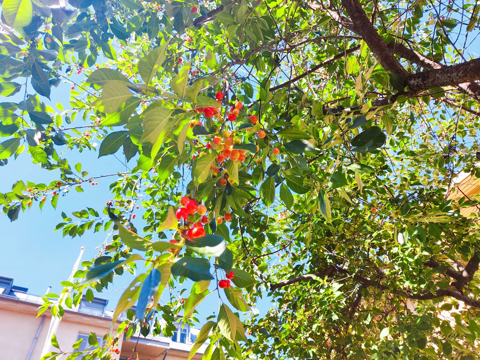Un albero con foglie verdi e bacche rosse sotto un cielo blu
