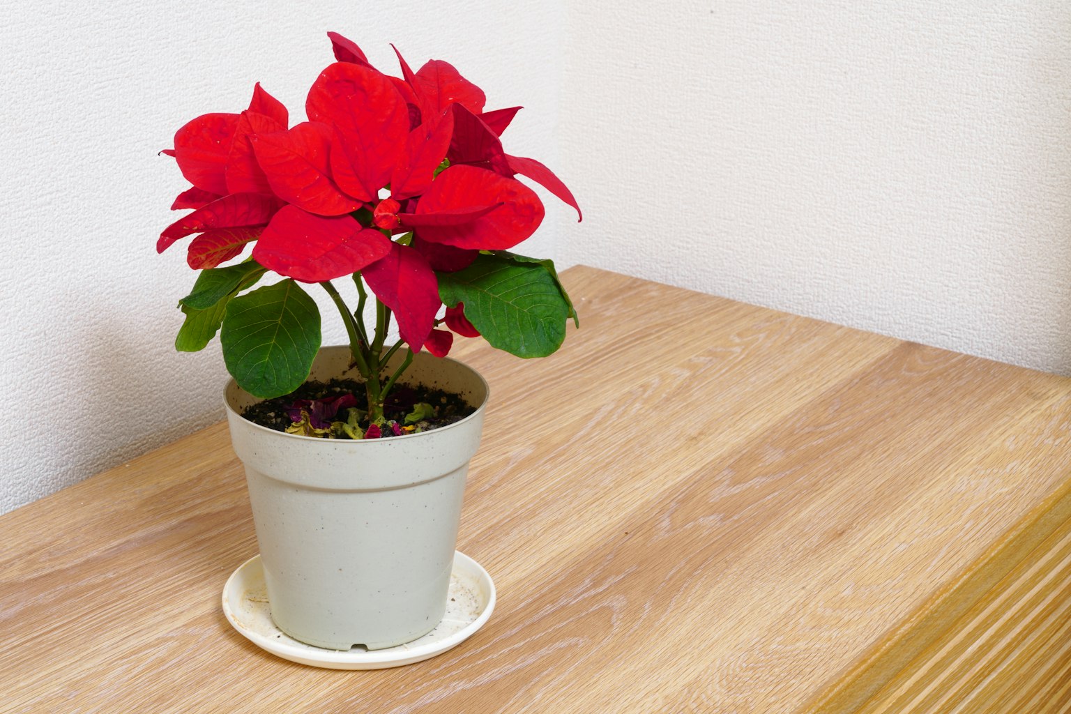 A red poinsettia plant in a white pot placed on a wooden table