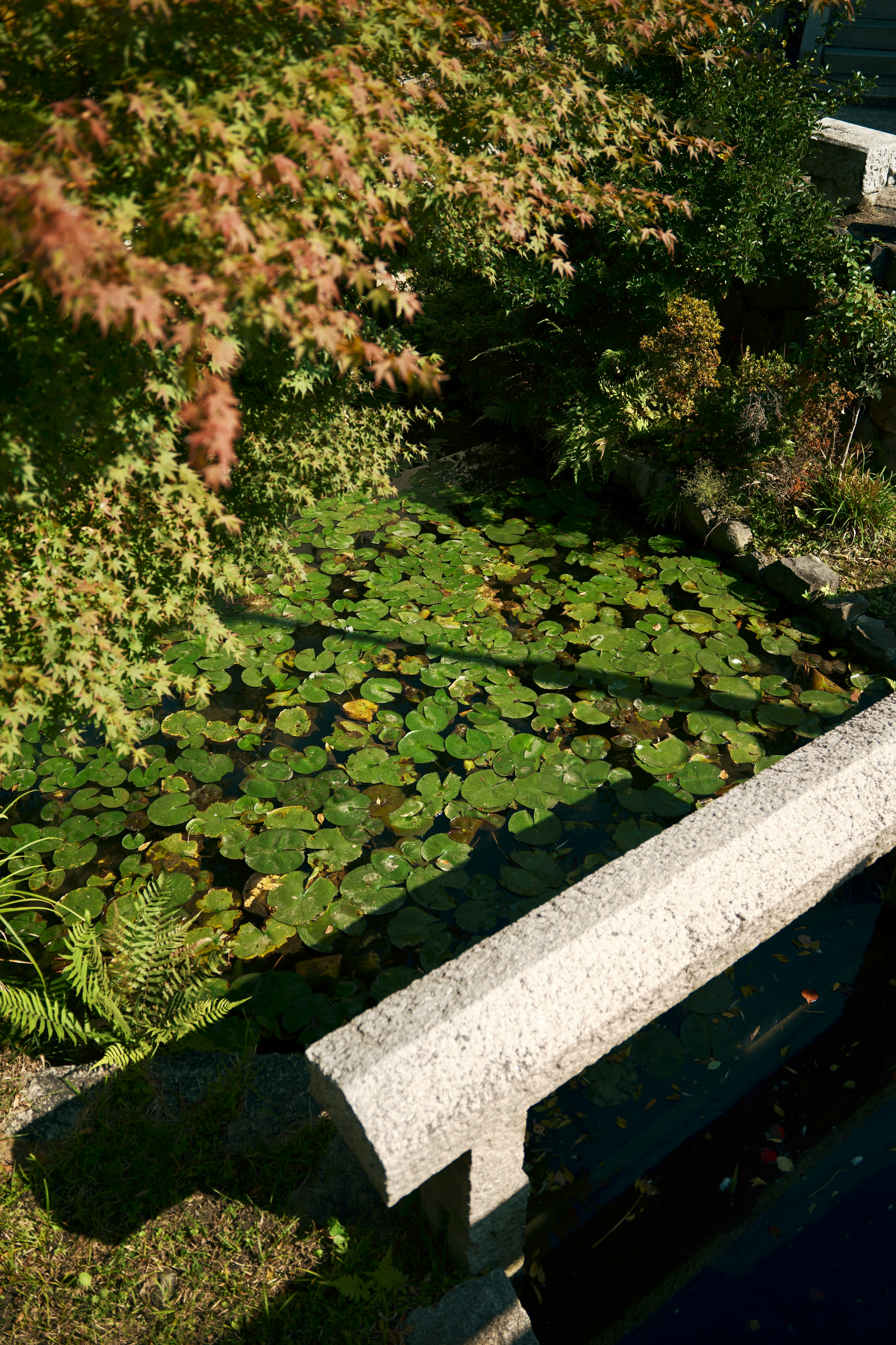 池の縁に広がる水草と緑の植栽のある庭の景色