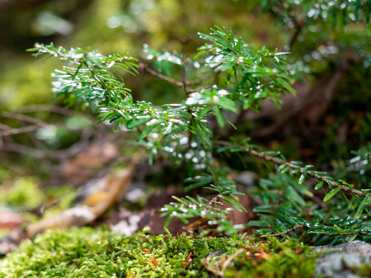 Acercamiento de una pequeña planta verde con hojas creciendo sobre musgo