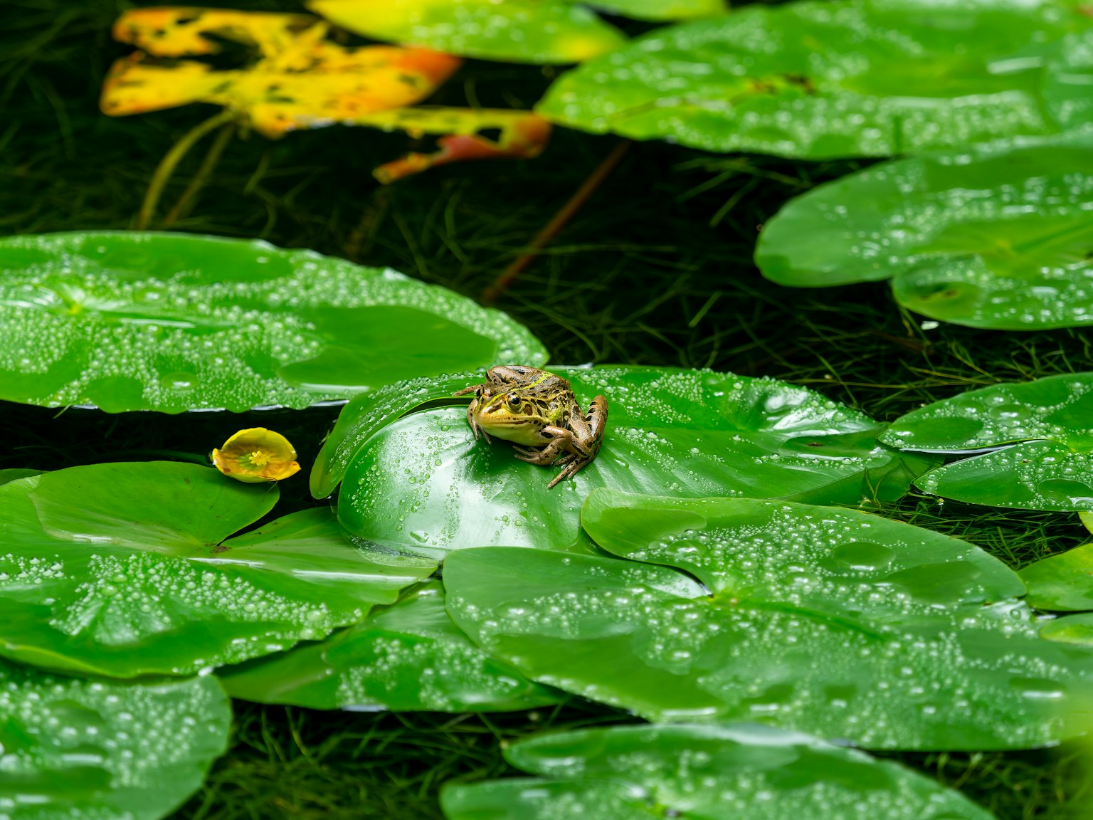 A frog sitting on a large green lily pad with droplets of water