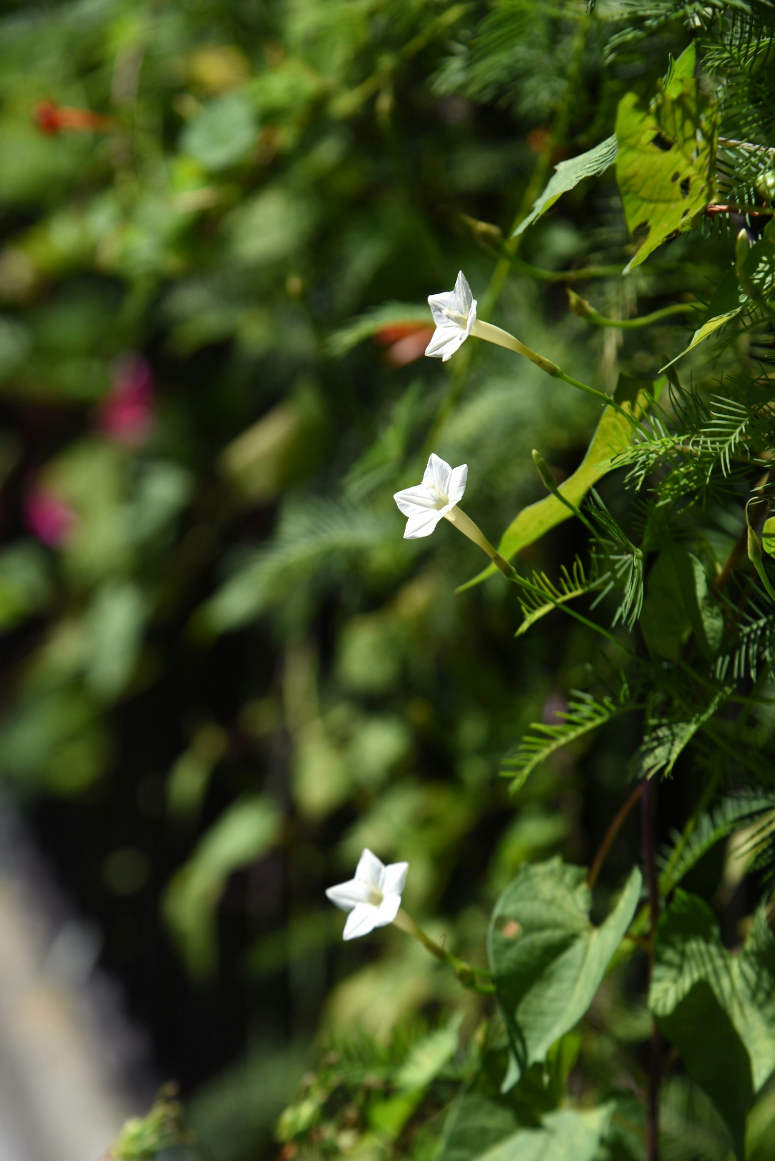 Immagine con fiori bianchi su uno sfondo verde lussureggiante