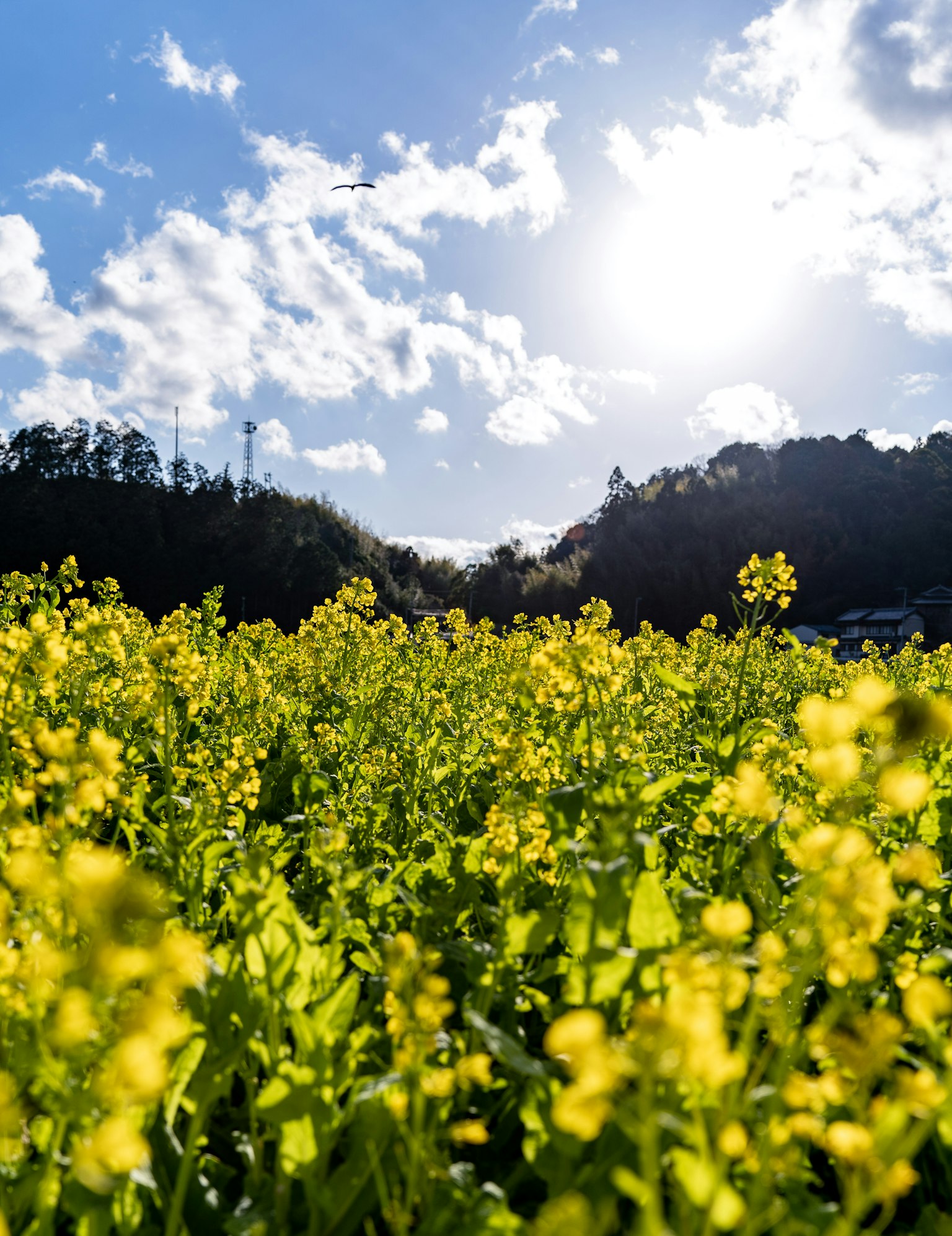 Champ de colza jaune sous un ciel bleu avec lumière du soleil