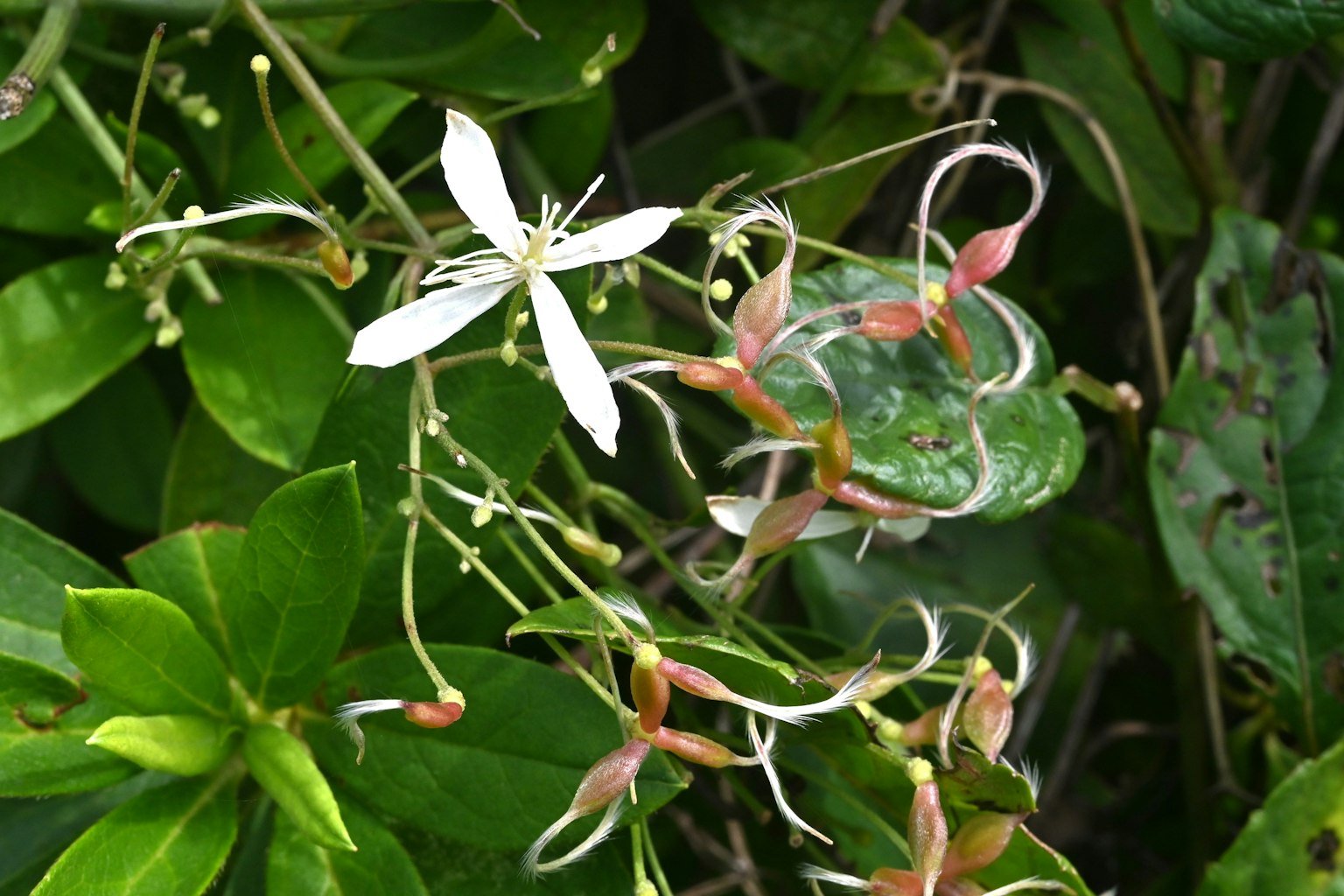 Nahaufnahme einer Pflanze mit einer weißen Blume und grünen Blättern