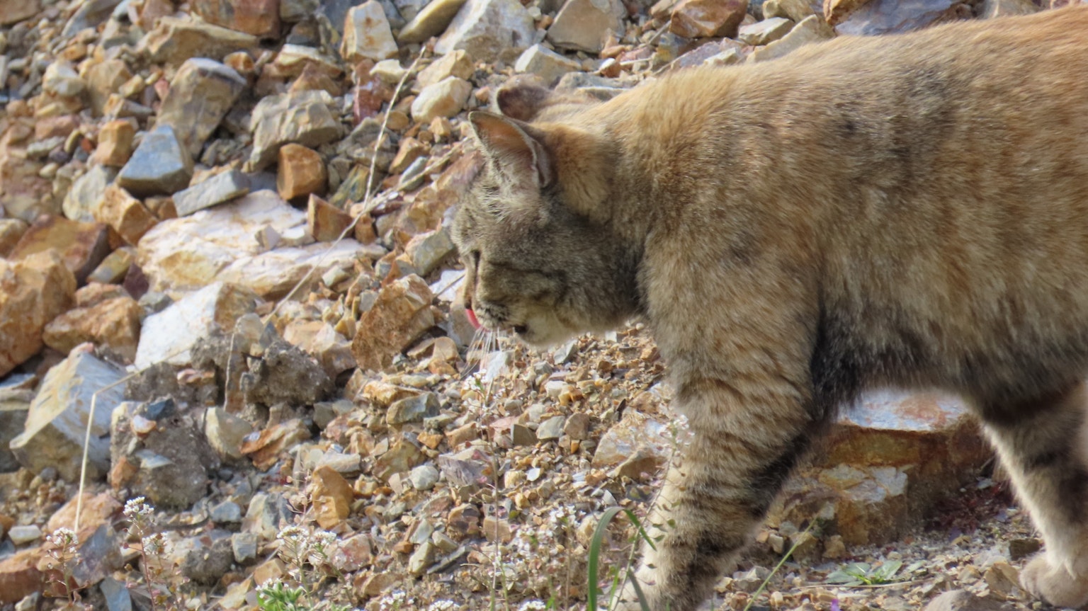 在岩石间行走的野生猫的侧面