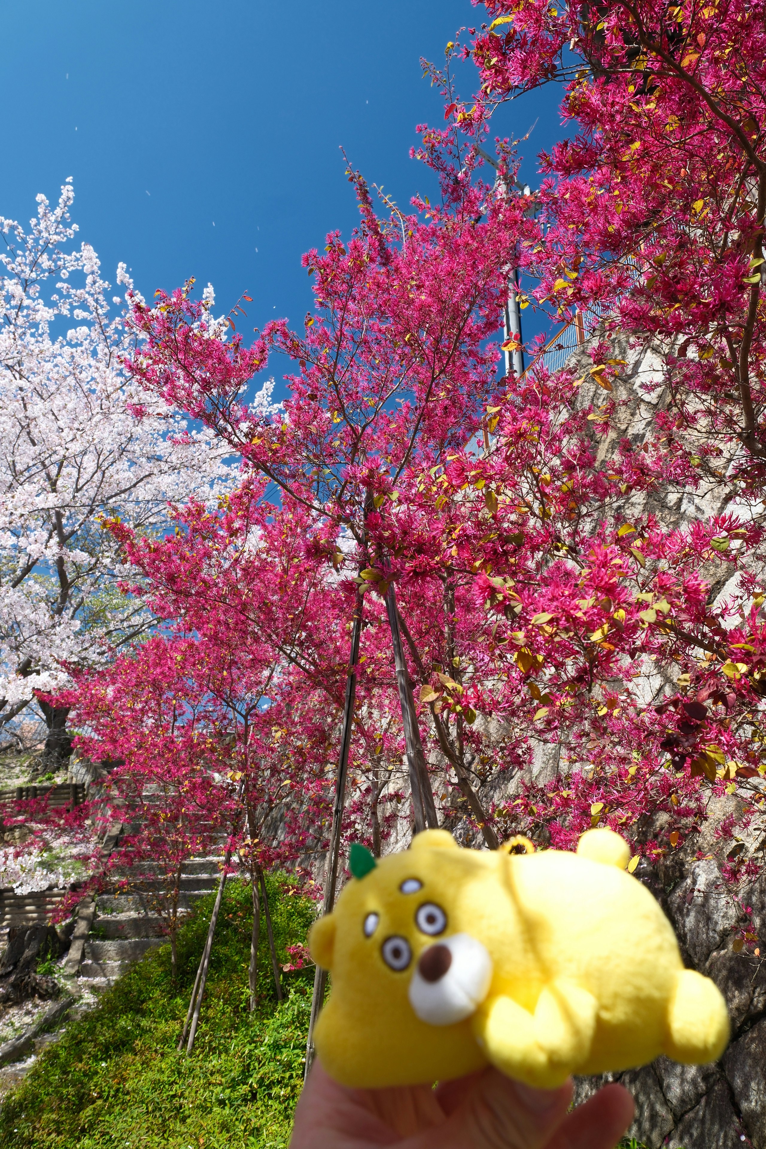 尾道市の千光寺公園で咲く桜とぬいぐるみのある風景