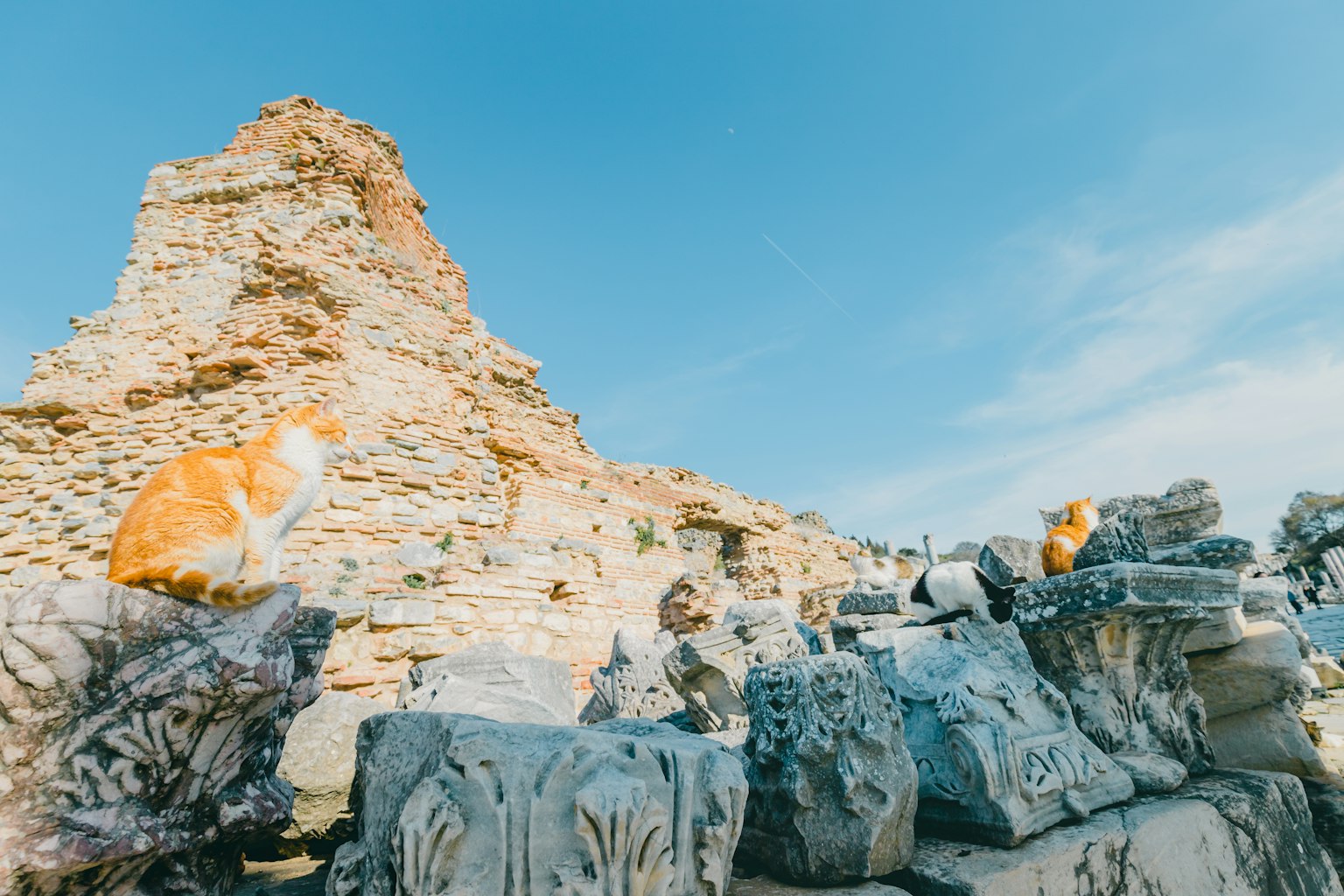 Dos gatos sentados en ruinas antiguas con un cielo azul claro