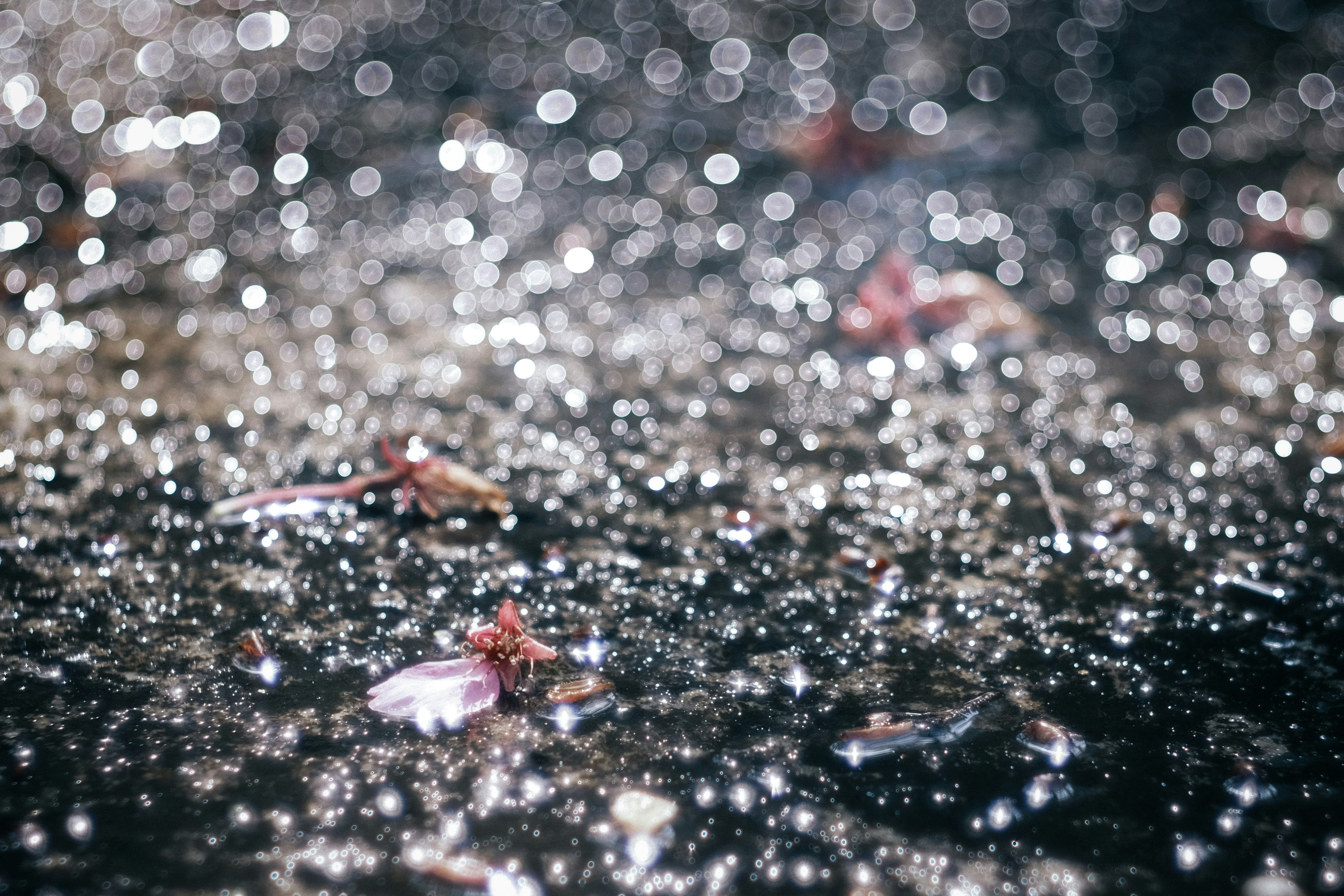 水面上飄落的櫻花花瓣殘花