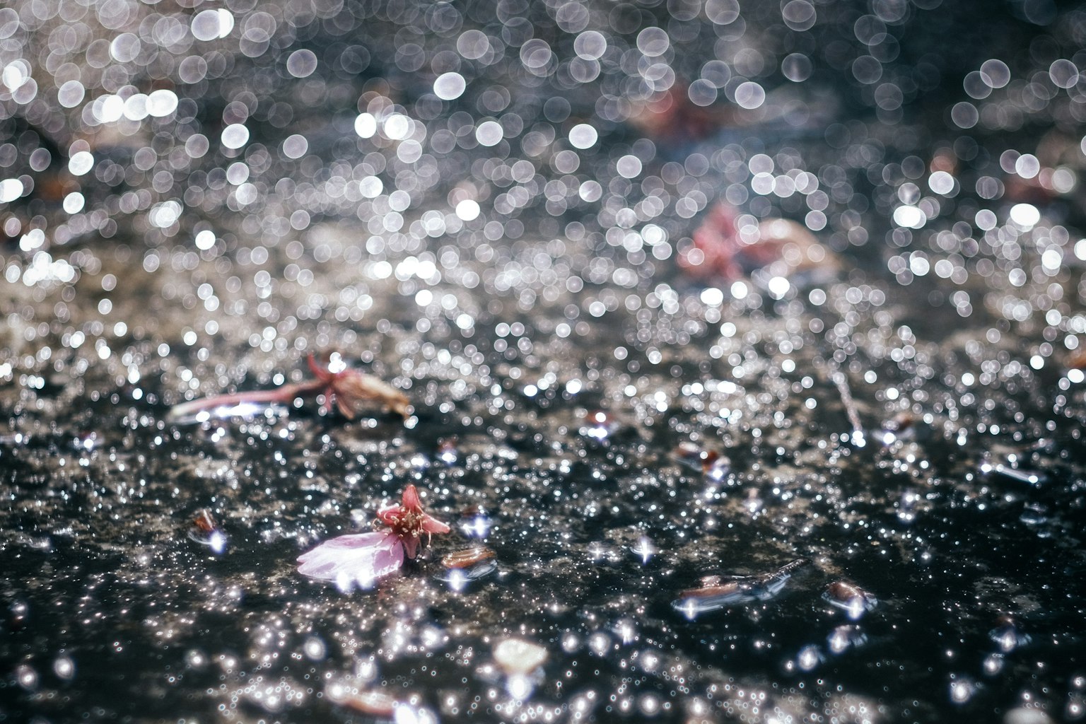 水面上漂浮的花瓣和闪烁的反射