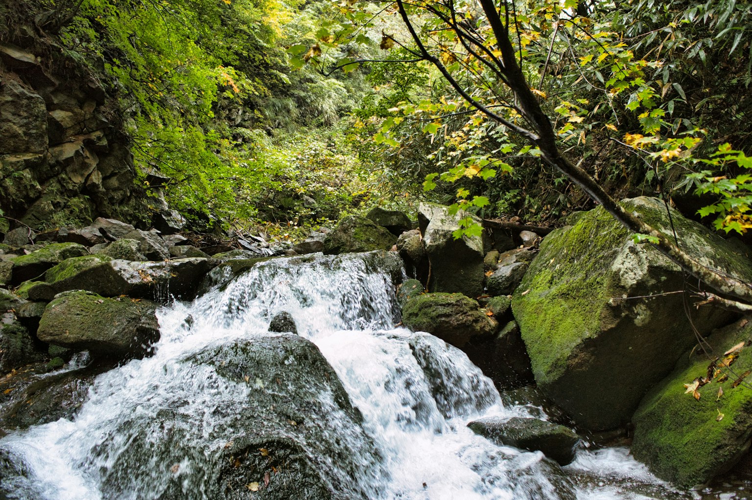 A stream flowing through a lush green forest with rocks